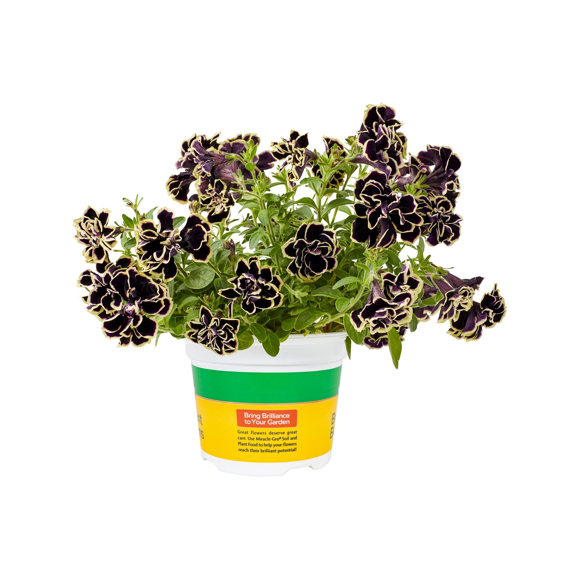 Miracle-Gro 203427 annuals - View #2