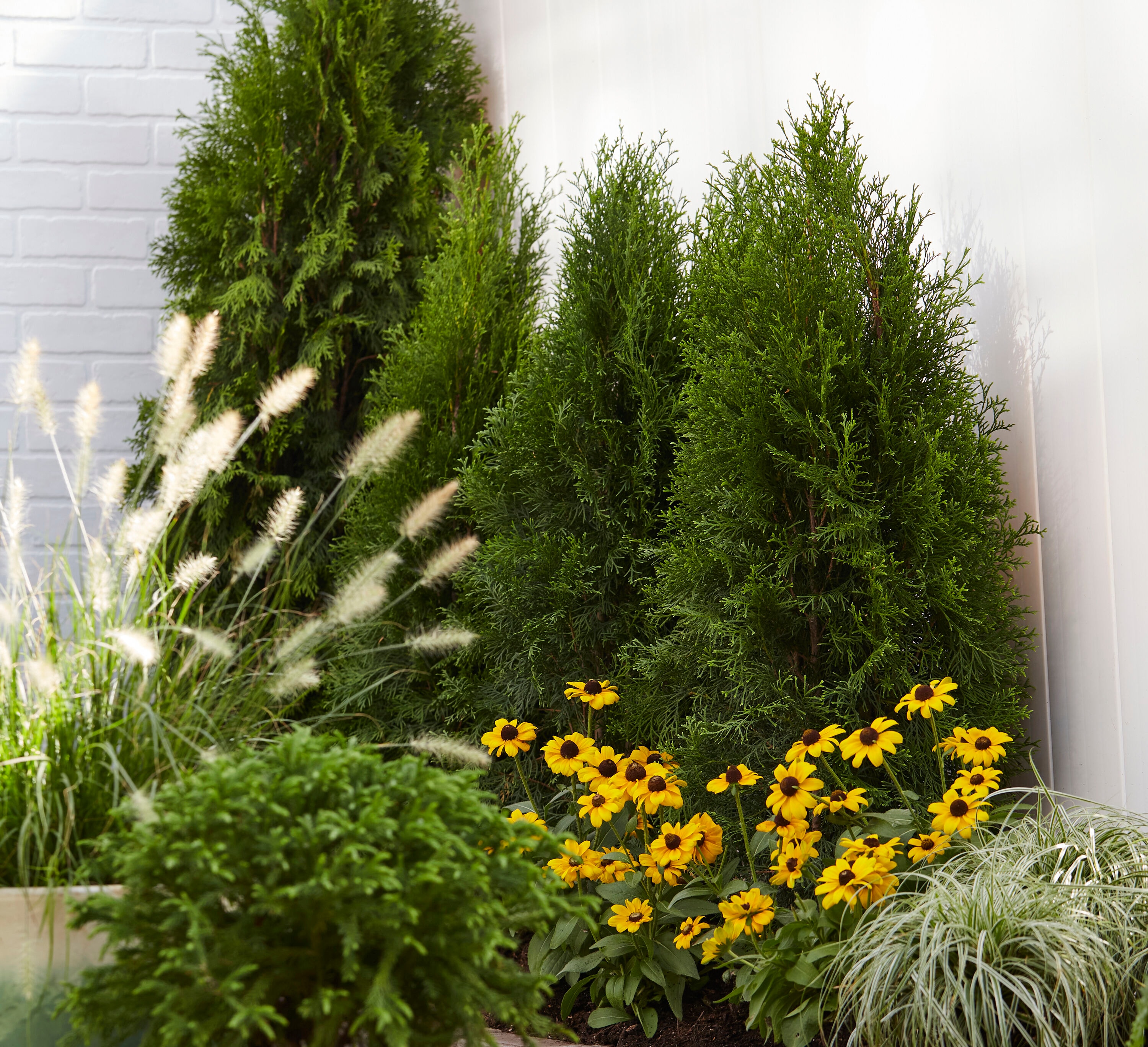 Lowe's NURSERY Ornamental-Grasses - View #4