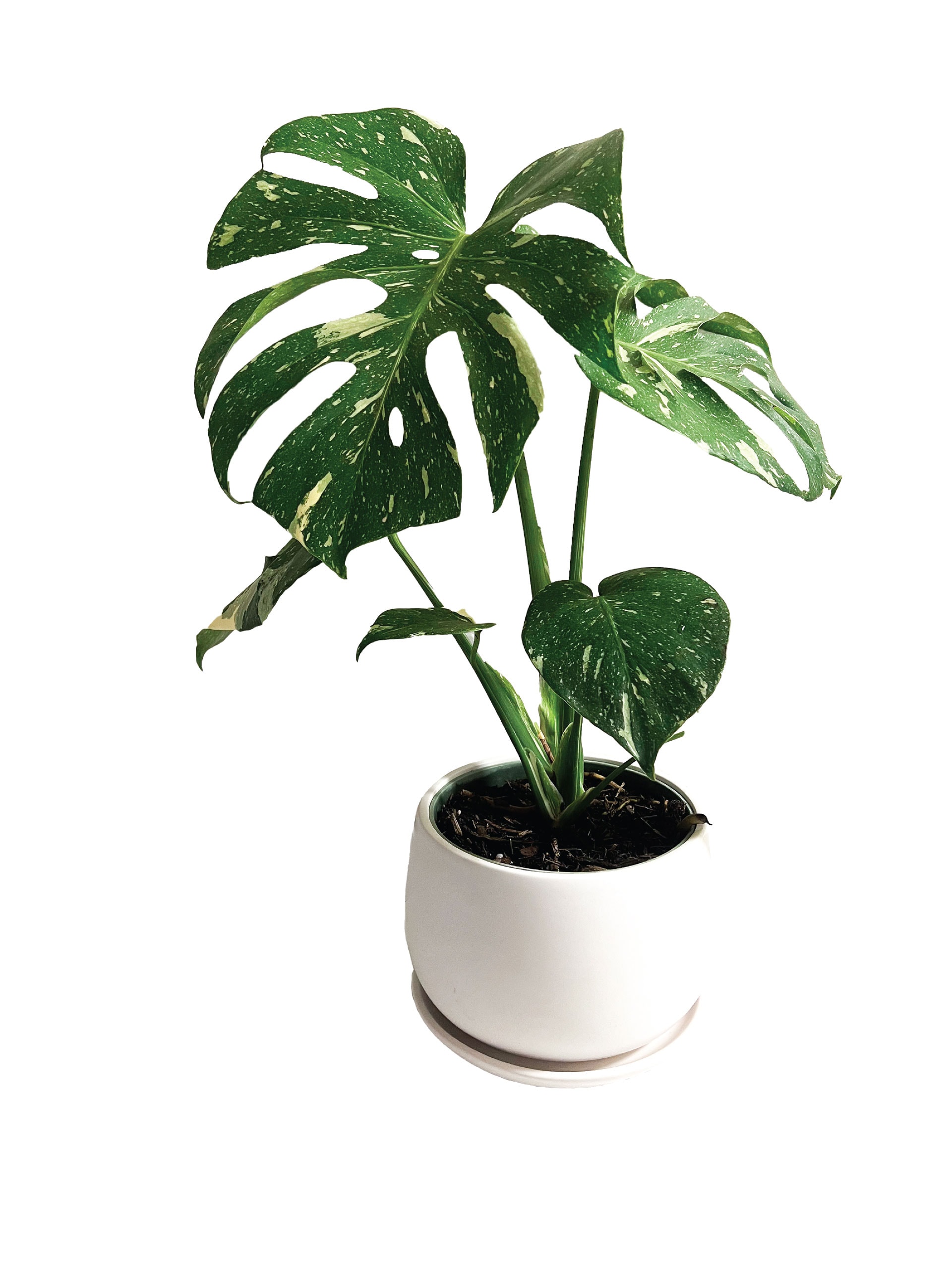 PlantSmart 12880 Thai Constellation House plant in 1.4 Quart(s) Pot 1 -Pack