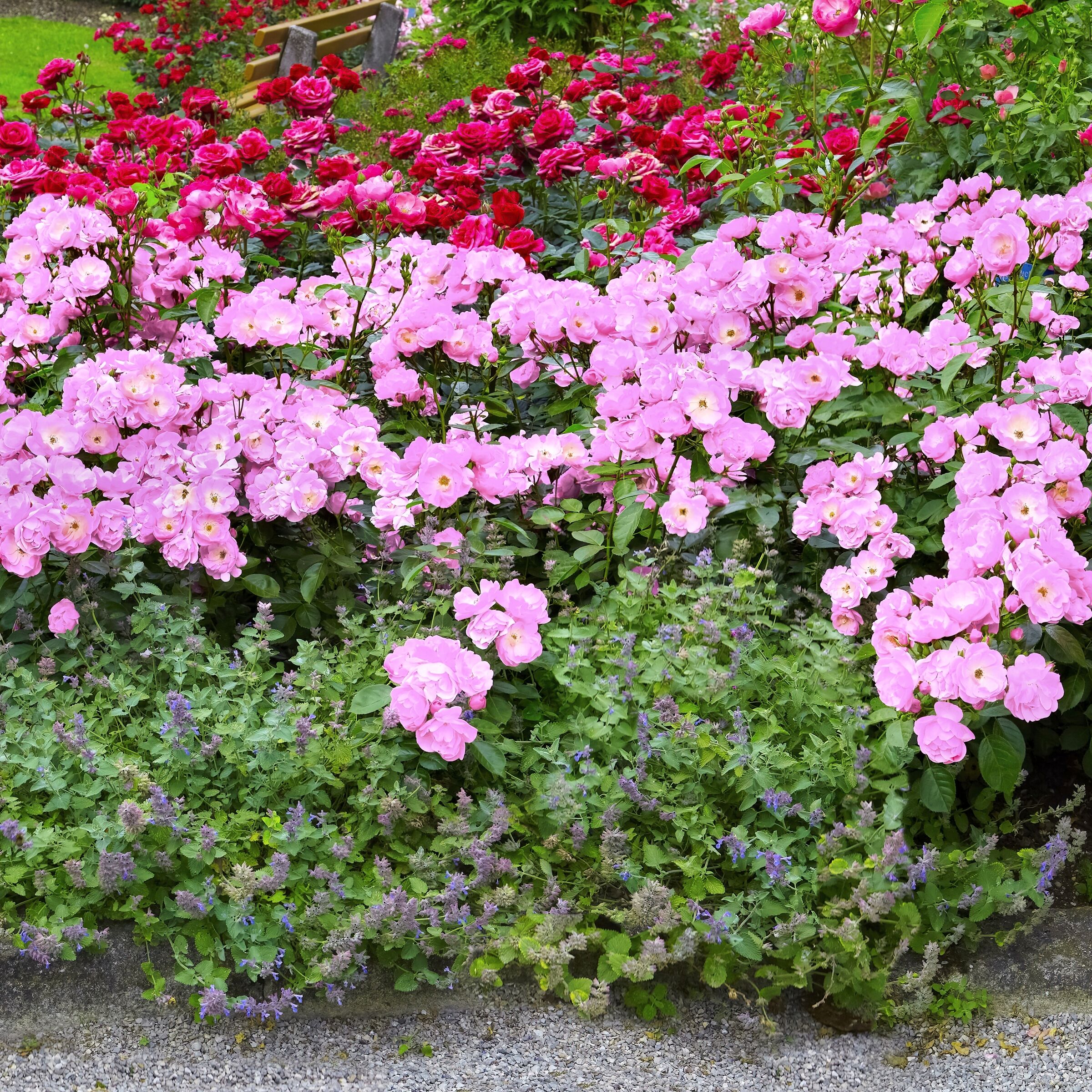National Plant Network LW1608 roses - View #3