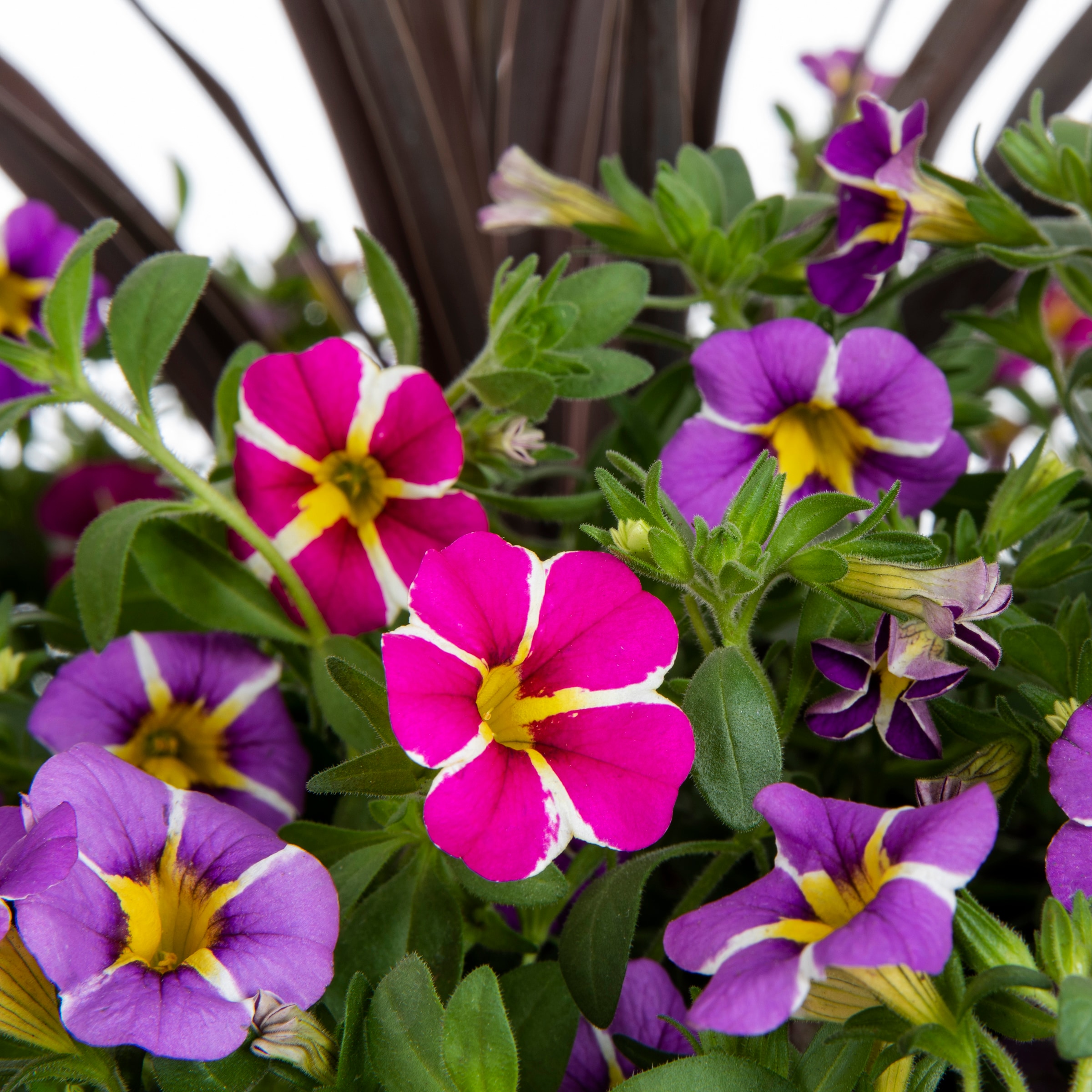 Lowe's 2886988 annuals - View #2