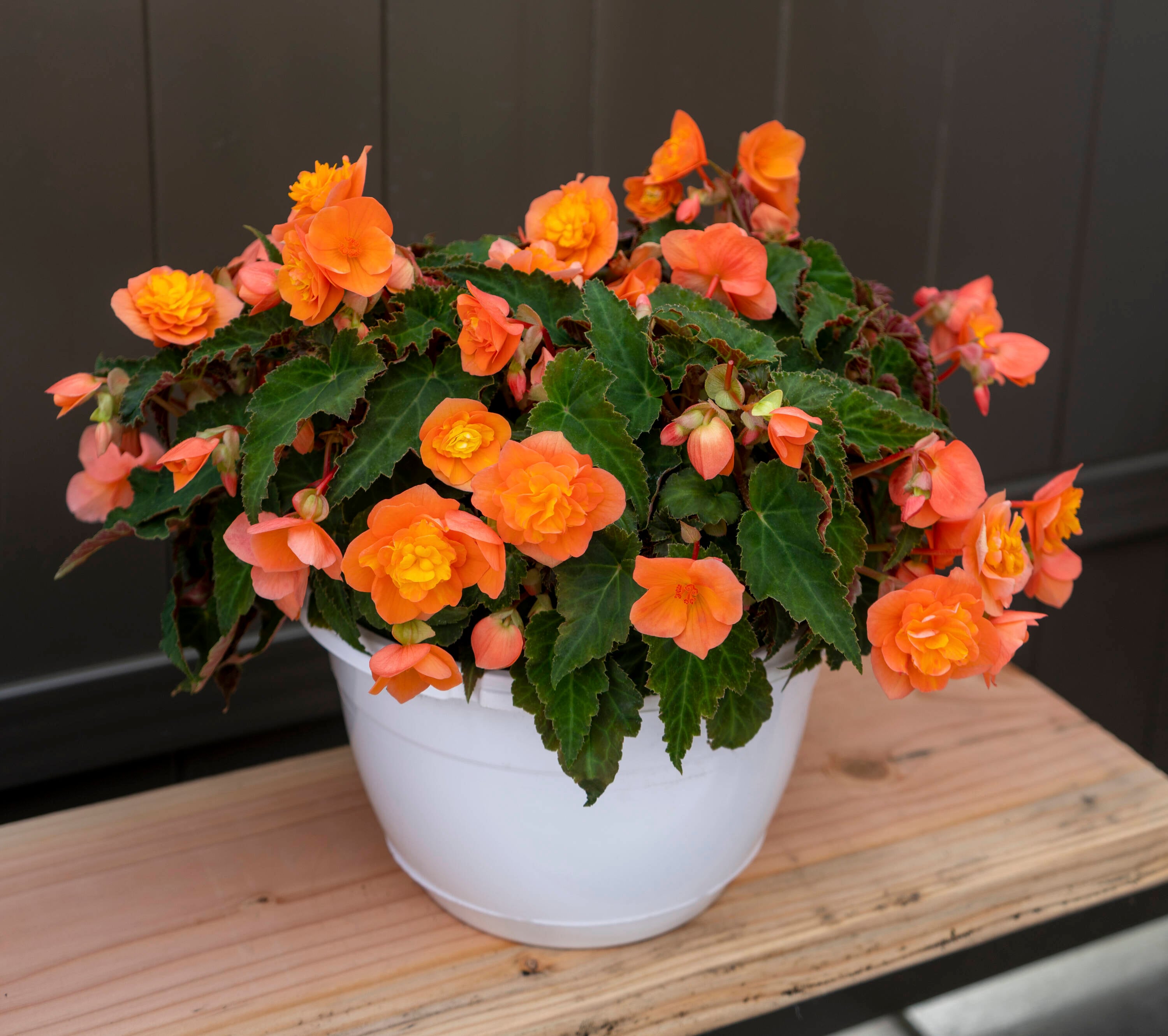 Monrovia 4834 annuals - View #4