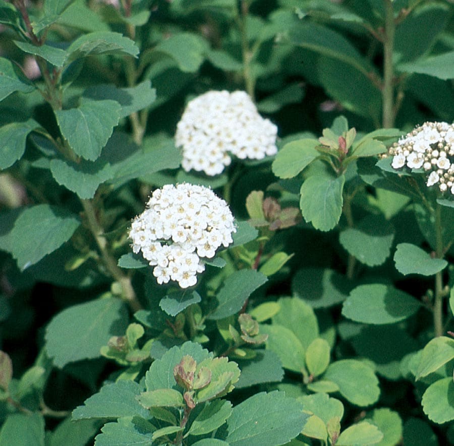 Lowe's NURSERY White Birchleaf Spirea Flowering Shrub In Pot (With Soil)
