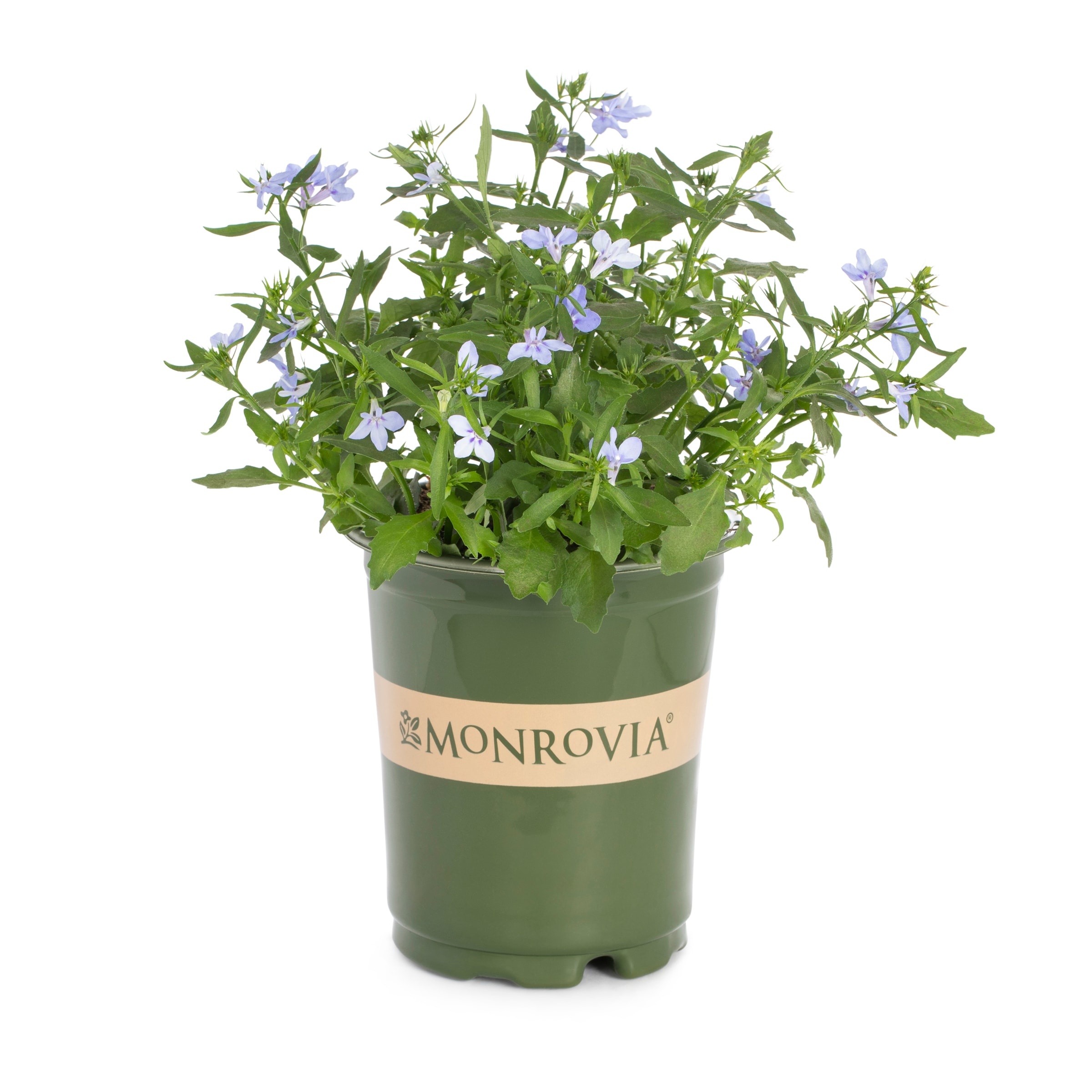 Monrovia Multicolor Flower in 1-Gallon Pot in the Perennials department at