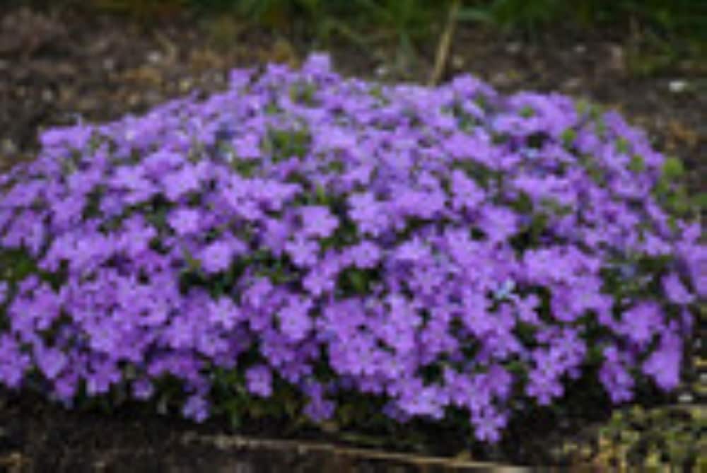 Lowe's NURSERY perennials - View #4