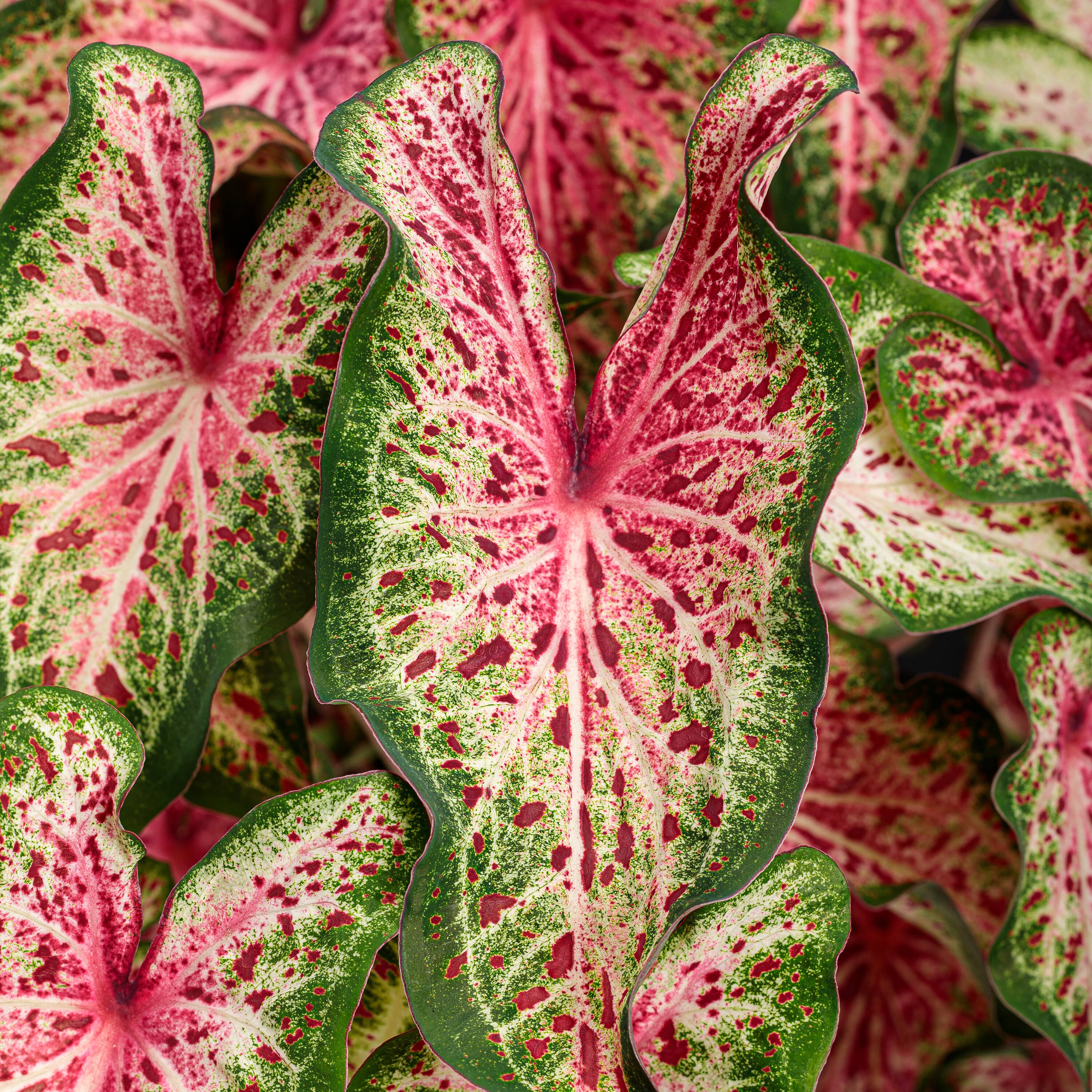 Proven Winners CLDPRW1337800 annuals - View #4