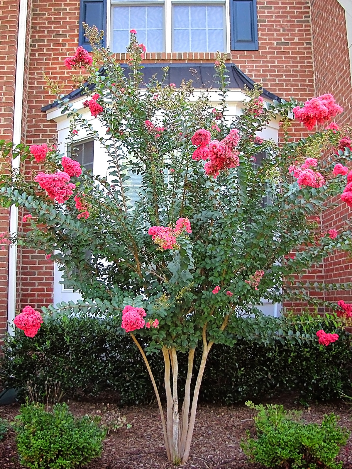 Southern Planters 7 Gallons Pink Flowering Tuscarora Crape Myrtle In