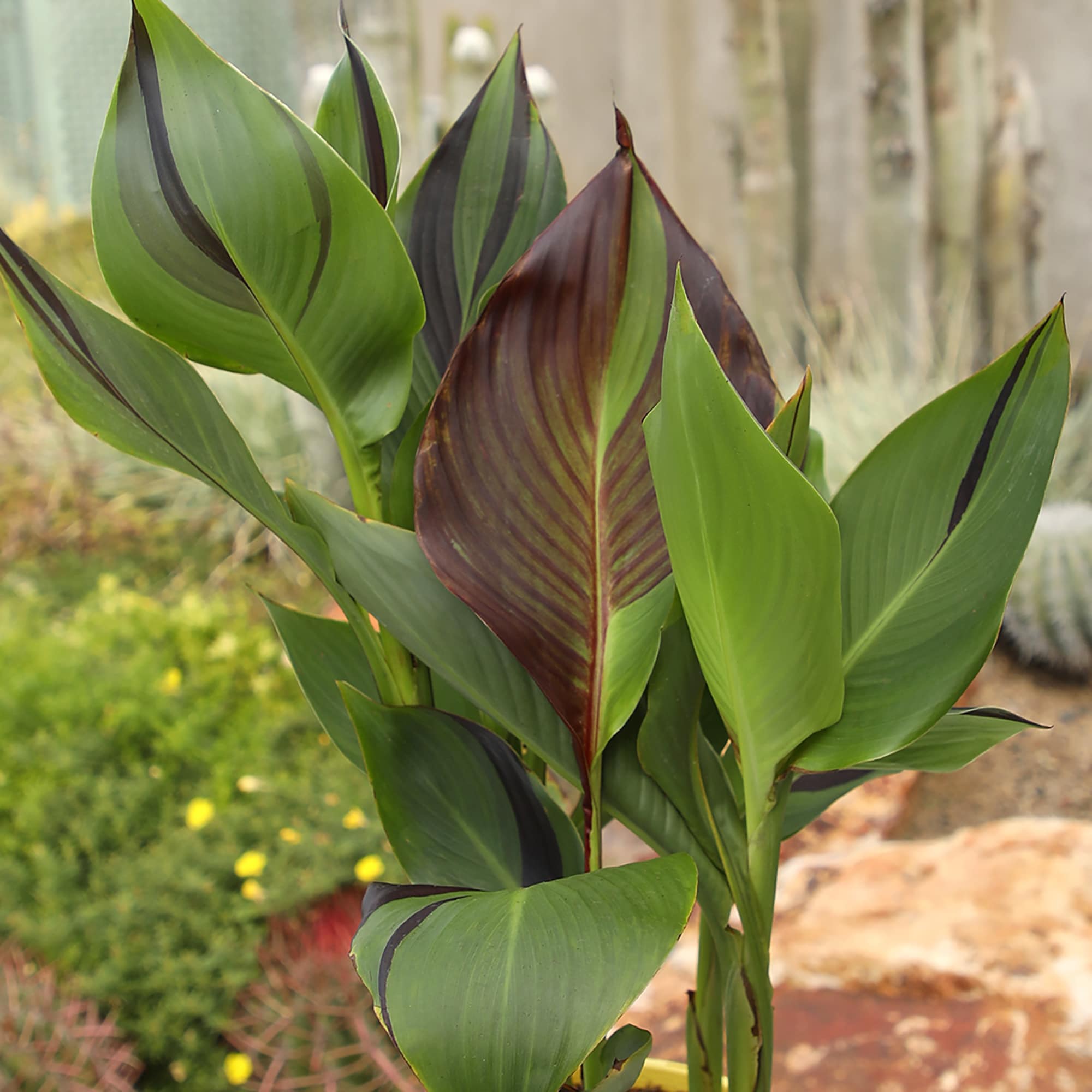 Altman Plants 0881319 perennials - View #3