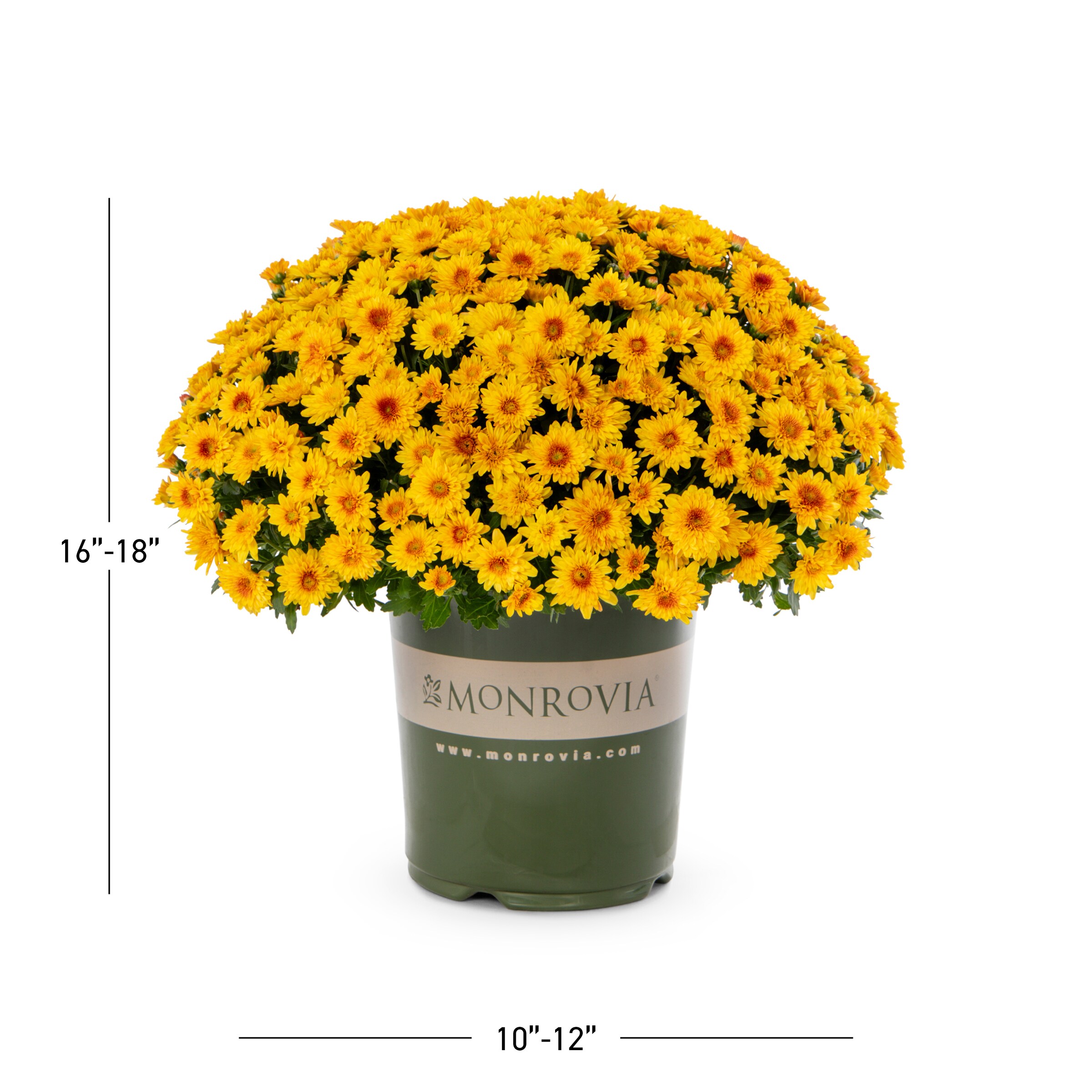  DTC-080072 annuals - View #3