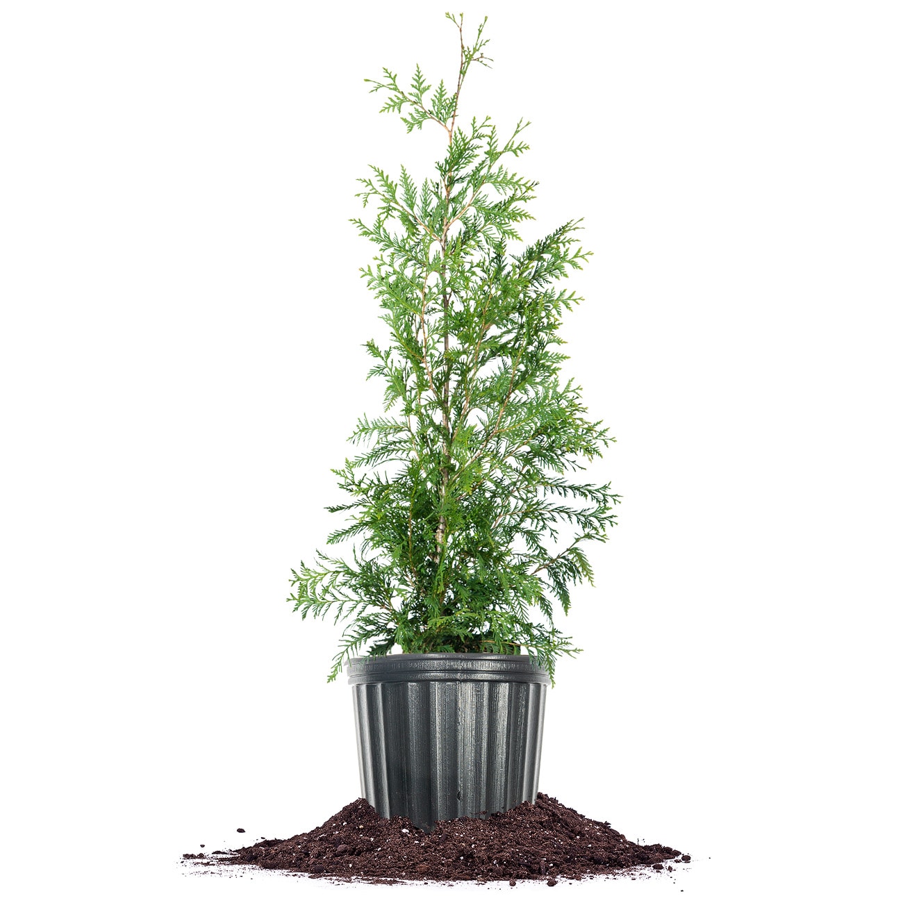 Perfect Plants LOTHUJAGREENGNT4-5FT 5 -Gallon Screening Thuja Green Giant In pot (with soil)
