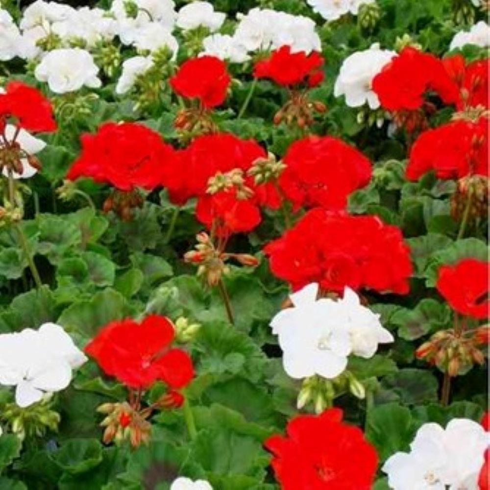  753268 Multicolor Lantana in 2.5 Gallon(s) Pot 1 -Pack