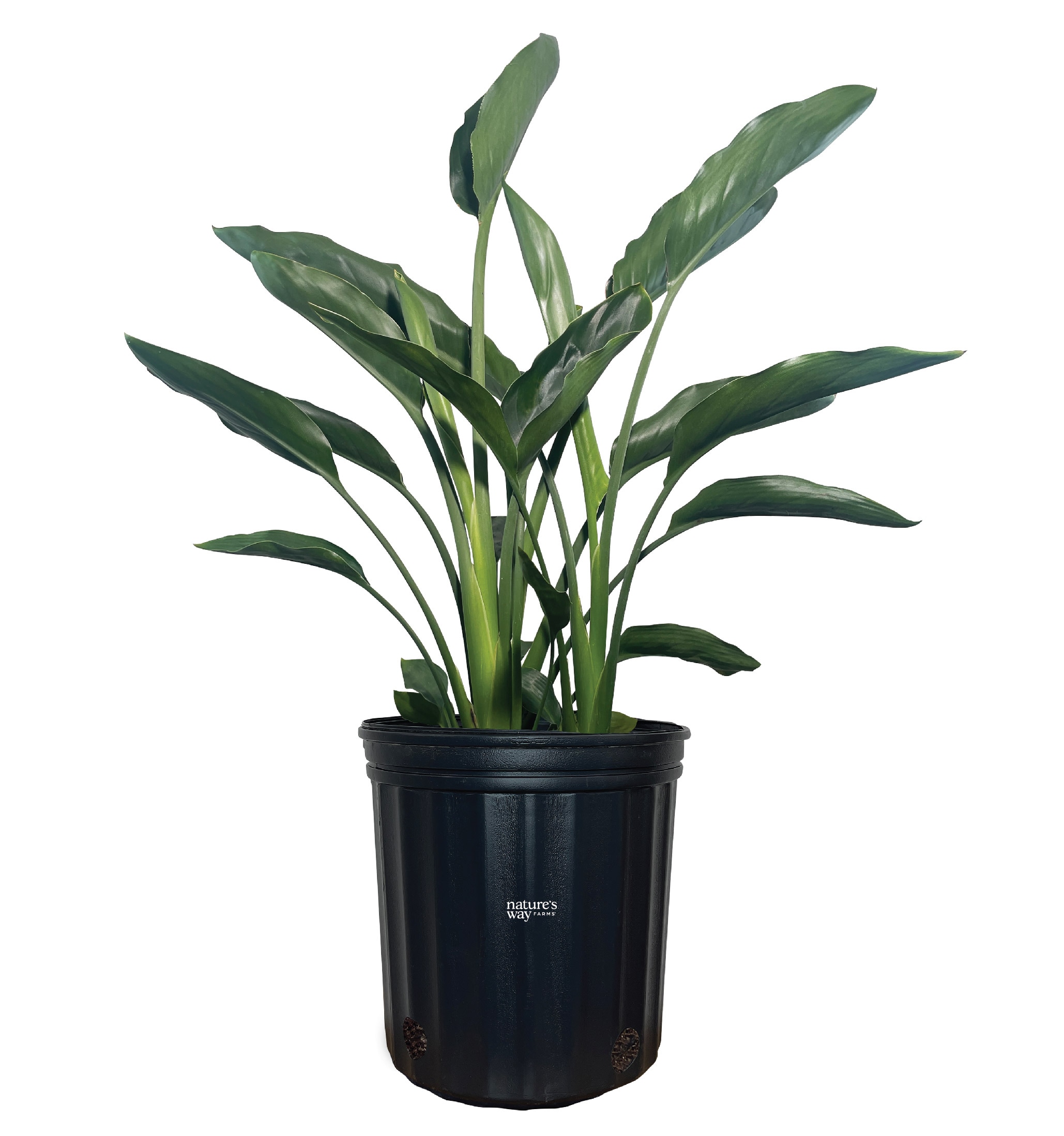  3273 White Philodendron Tricolor House plant in 10 Inch(es) Pot 1 -Pack