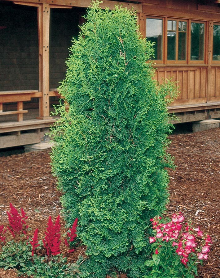 Brandon's Arborvitae Screening Shrub In 12.7-gallon Pot In The Shrubs 