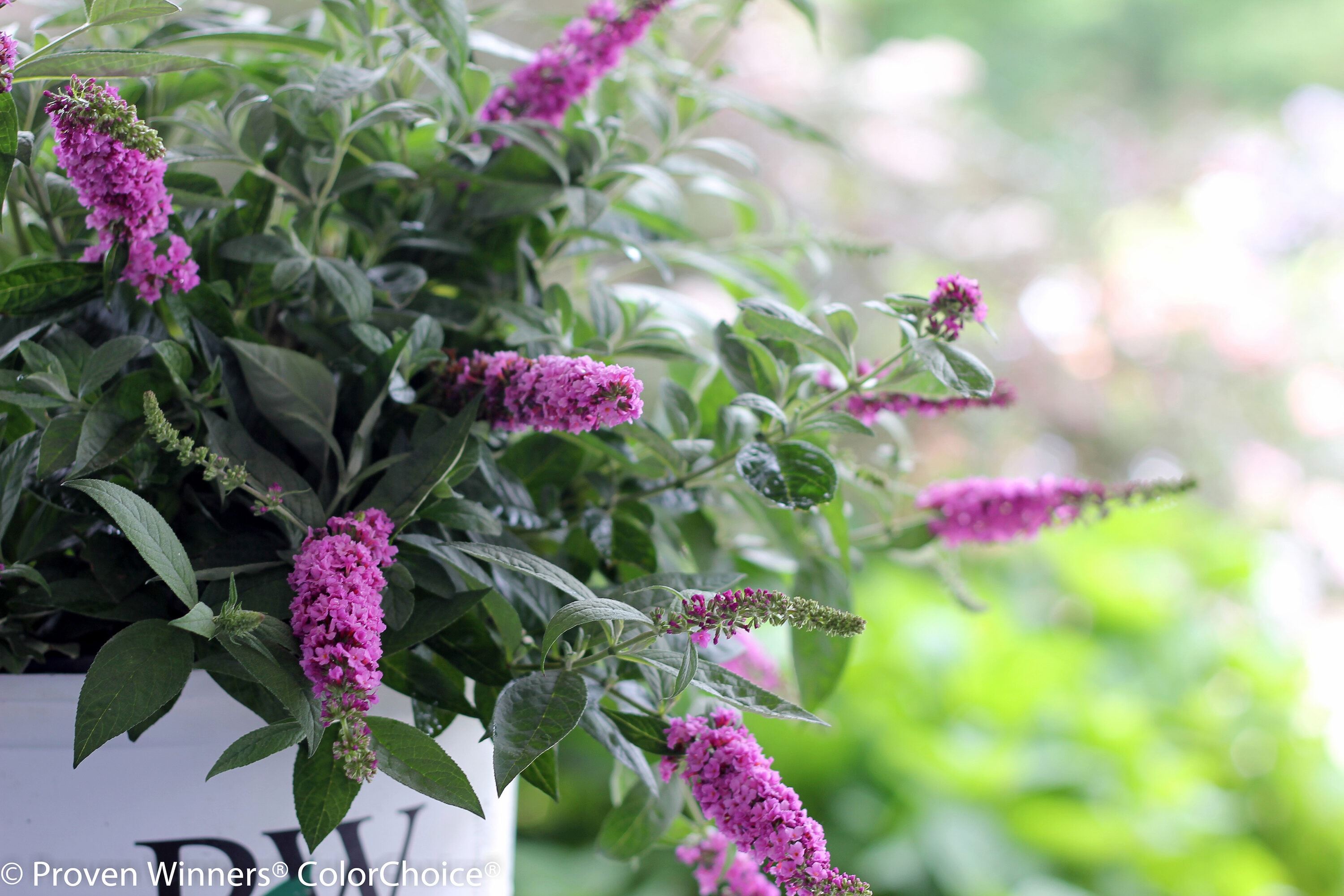 Proven Winners BUDPRC1186101 Lo Behold 'Pink Micro Chip' Butterfly Bush Flowering Shrub in 1 -Gallon Pot with Pink Blooms