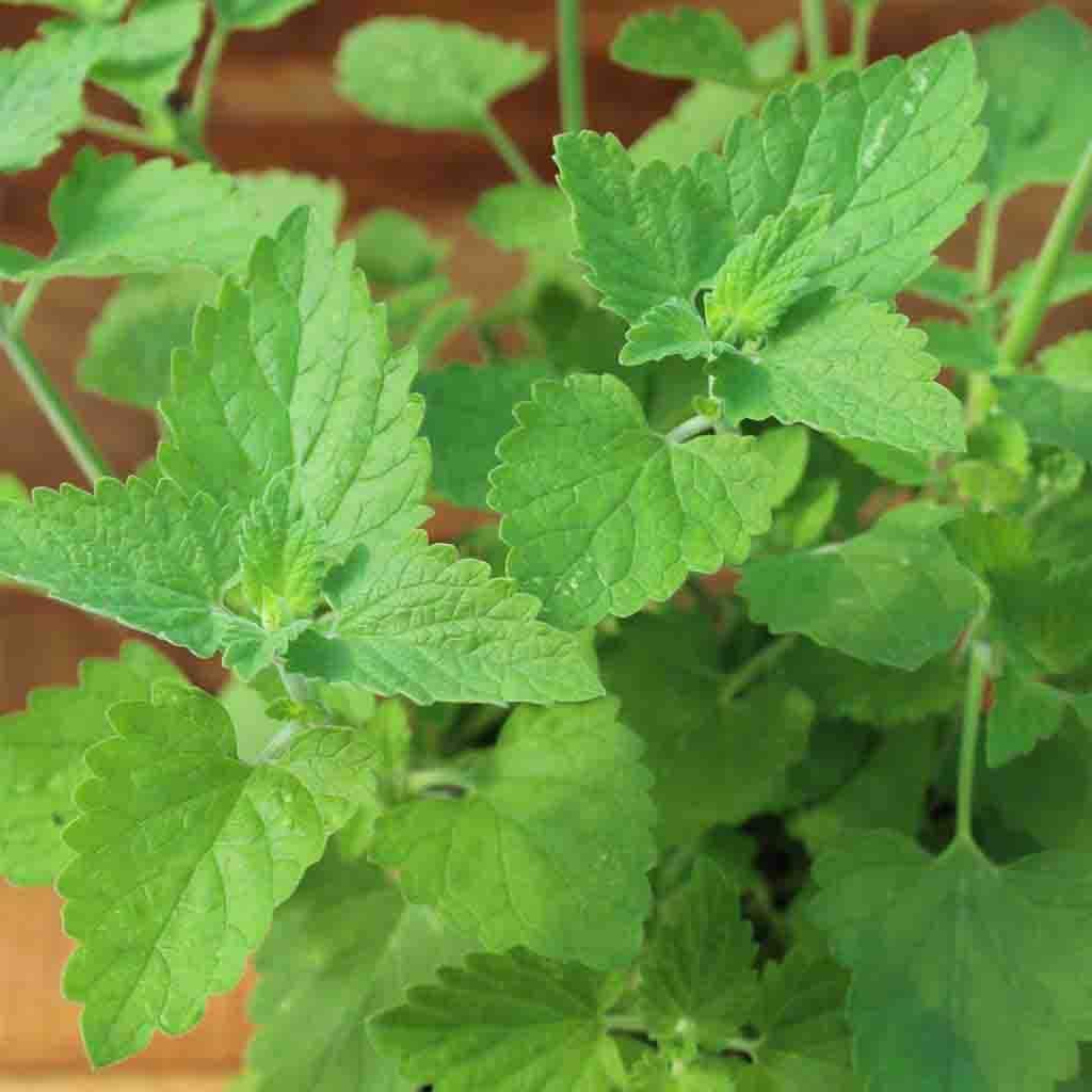 Ferry-Morse LC25.7336 Vegetable-Herb-Seeds - View #3