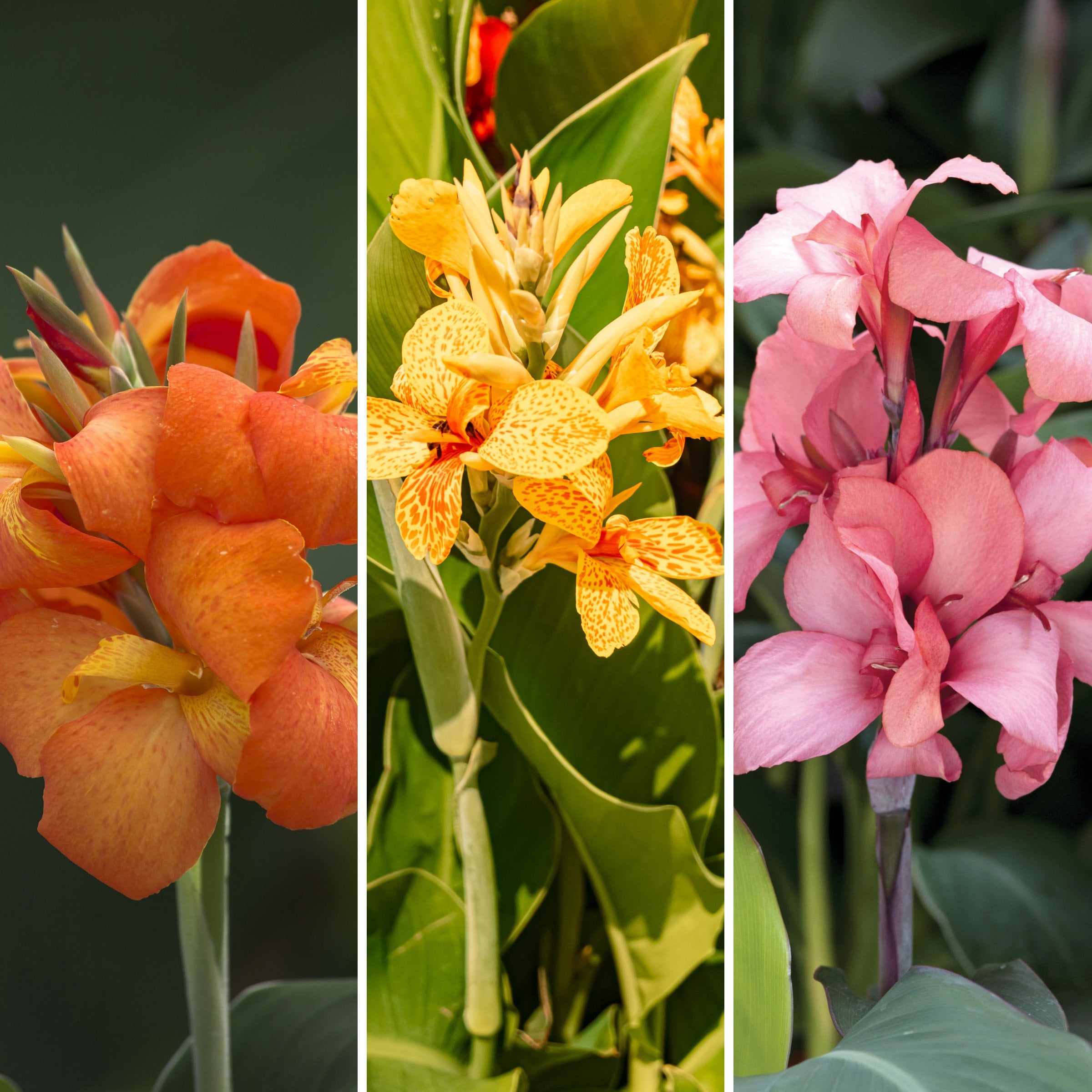 National Plant Network LW1970 Multicolor Canna Cannova Collection Plant in 3.25 -in Pot 3 -Pack