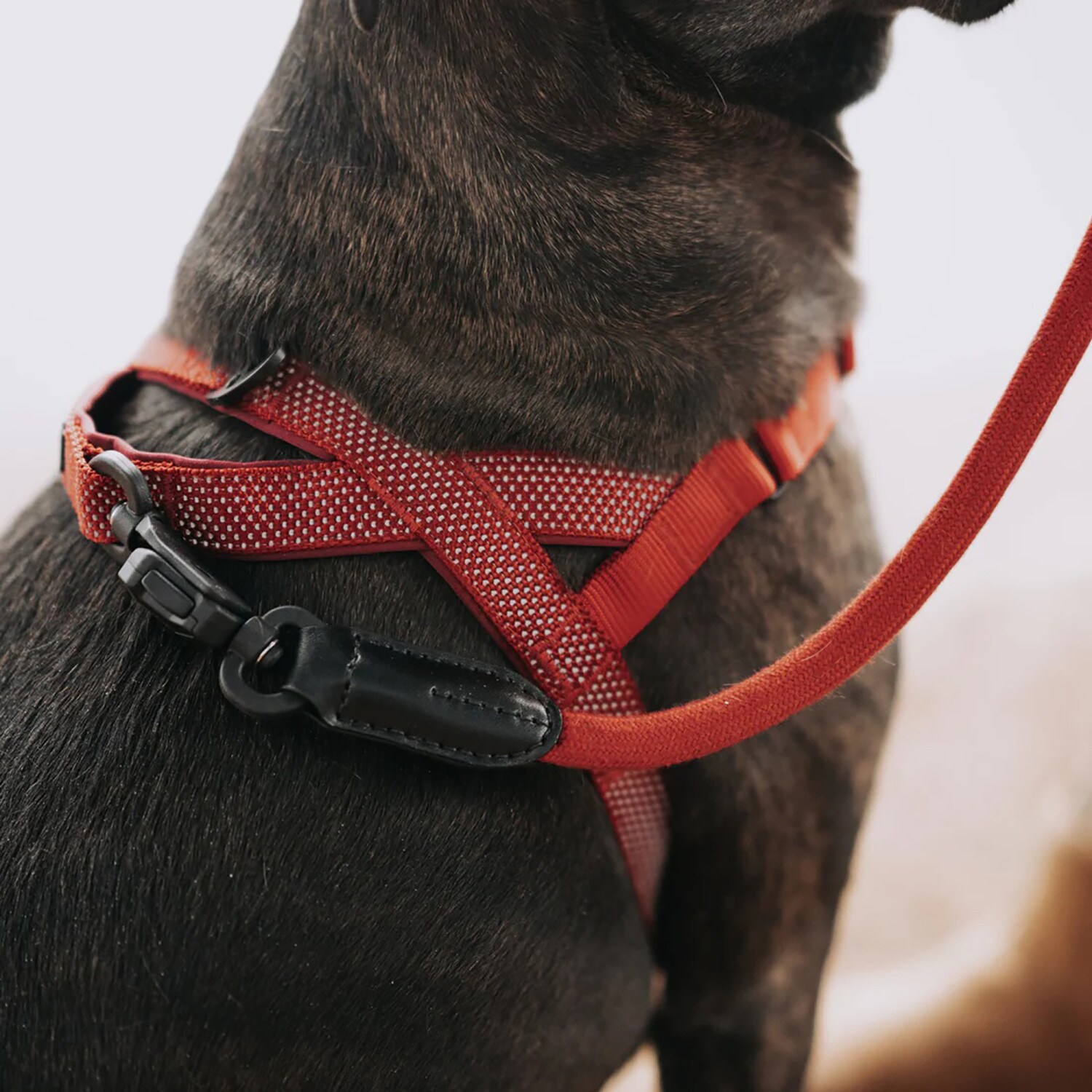 HOOZA G0080187828307 Dog-Collars-Harnesses - View #4