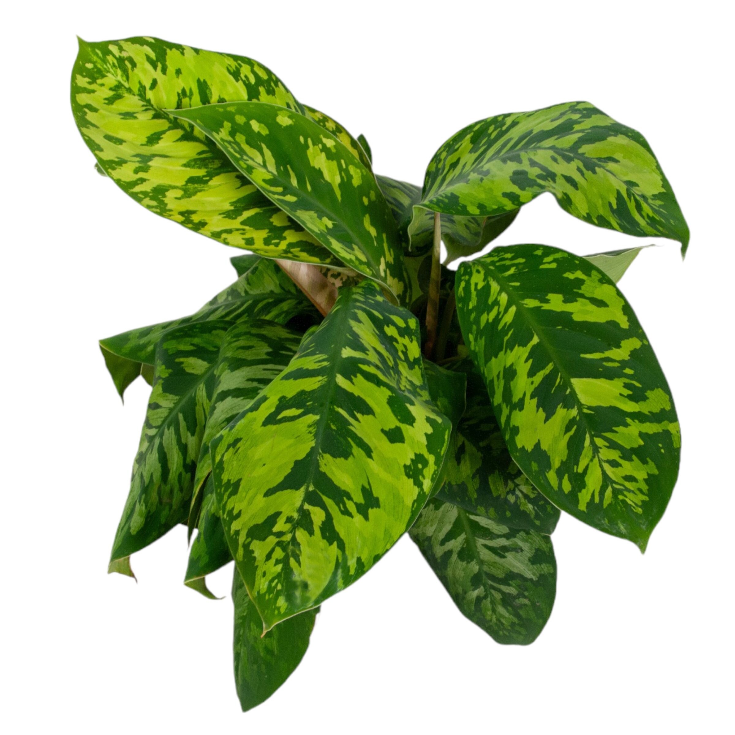 National Plant Network Homalomena Camouflage House plant in 4 Inch