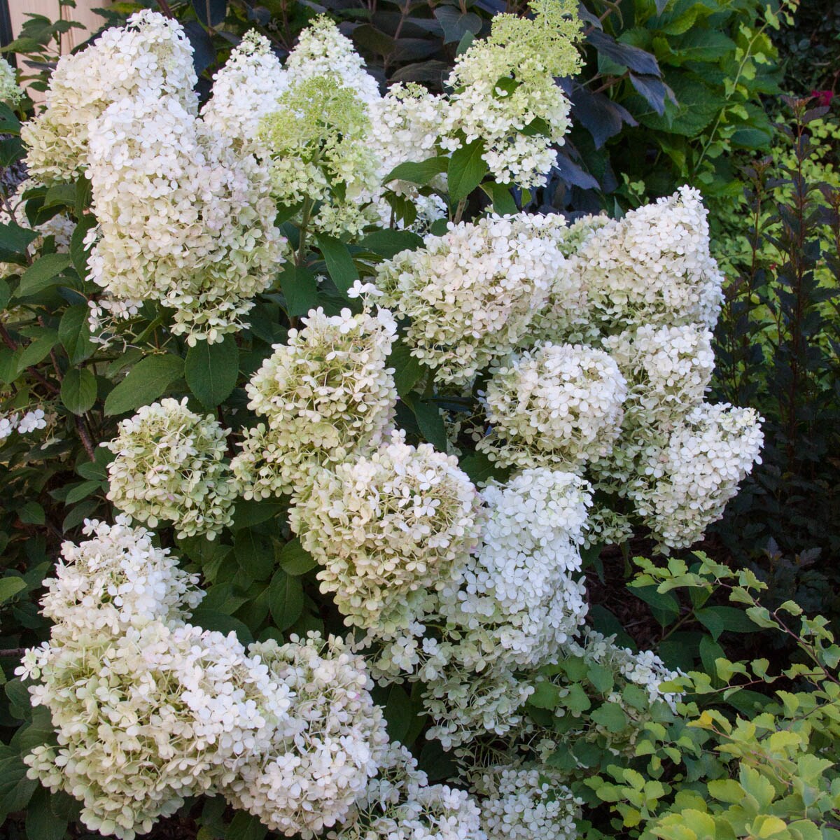 Spring Hill Nurseries 1-Pack Bobo Hydrangea White Flowering Shrub in ...