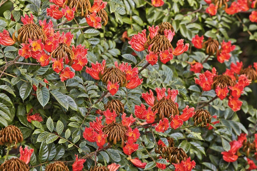 Village Nurseries 10801-15 10.25-Gallon Orange Flowering Tree African Tulip Tree In Pot (With Soil)