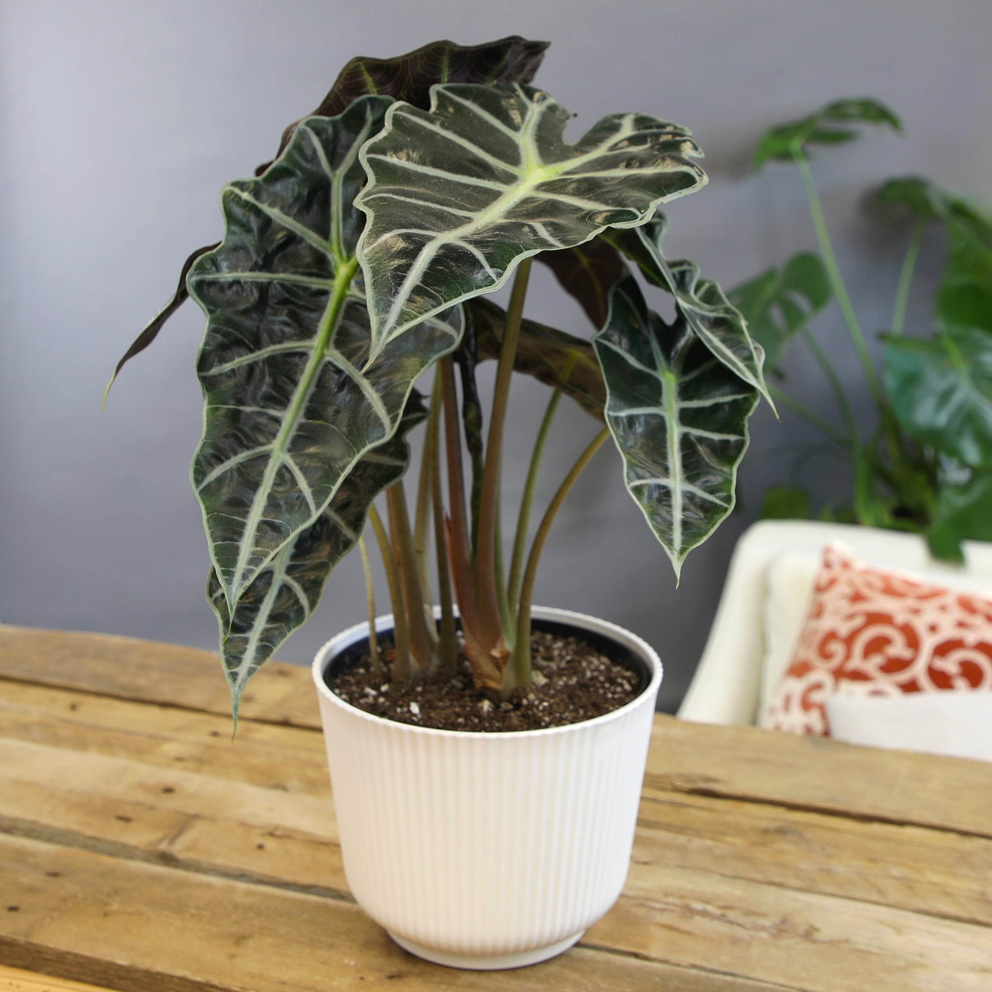 Altman Plants 0873188 hseplants - View #3