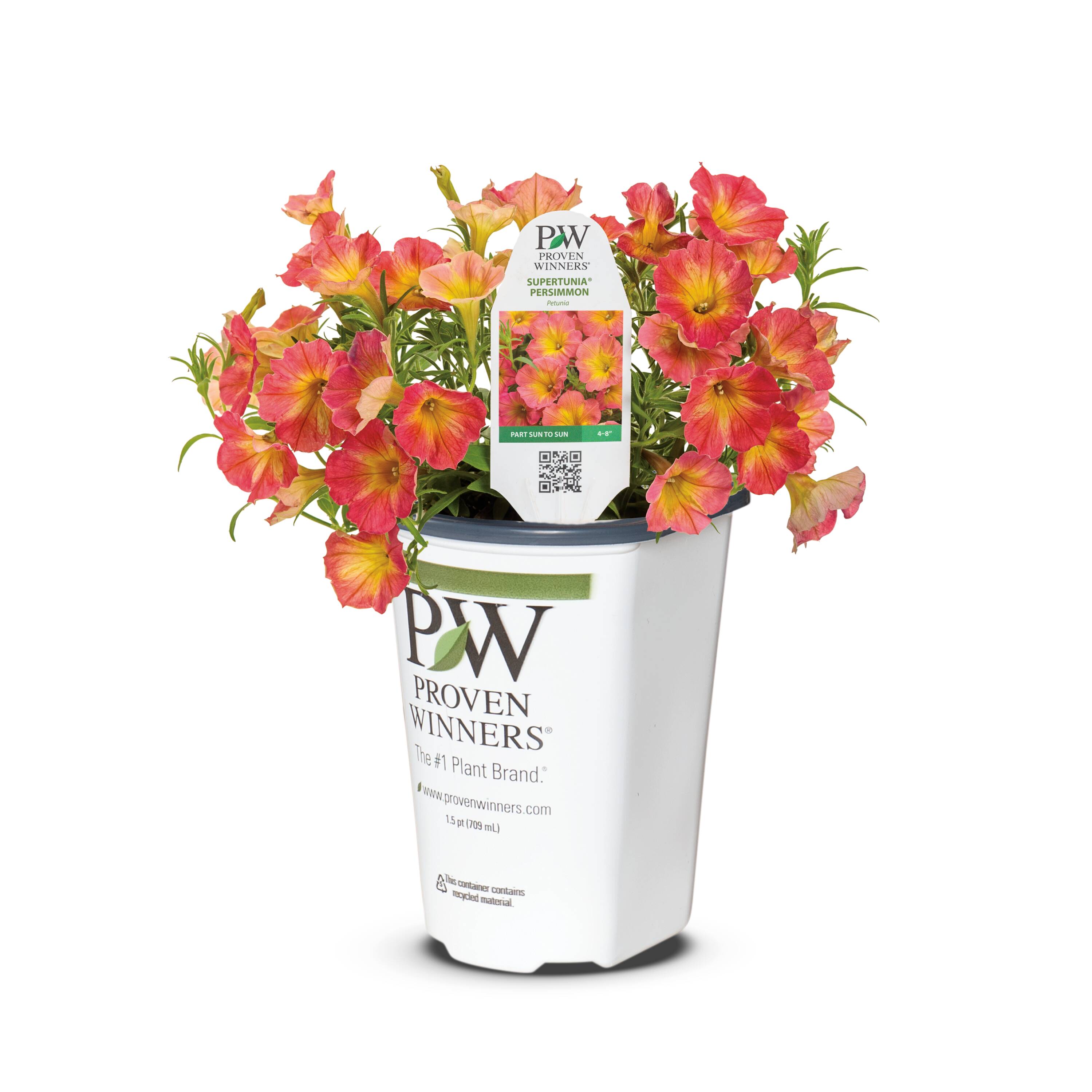 Lowe's NURSERY Orange Persimmon Supertunia in 1.5 Pint Pot 1 -Pack
