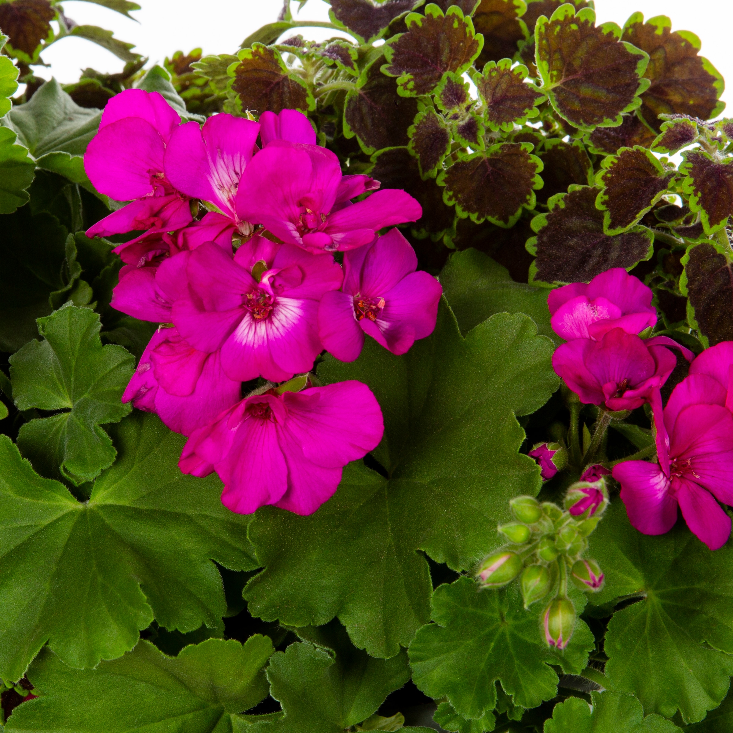 Ready Refill 1236490 annuals - View #2