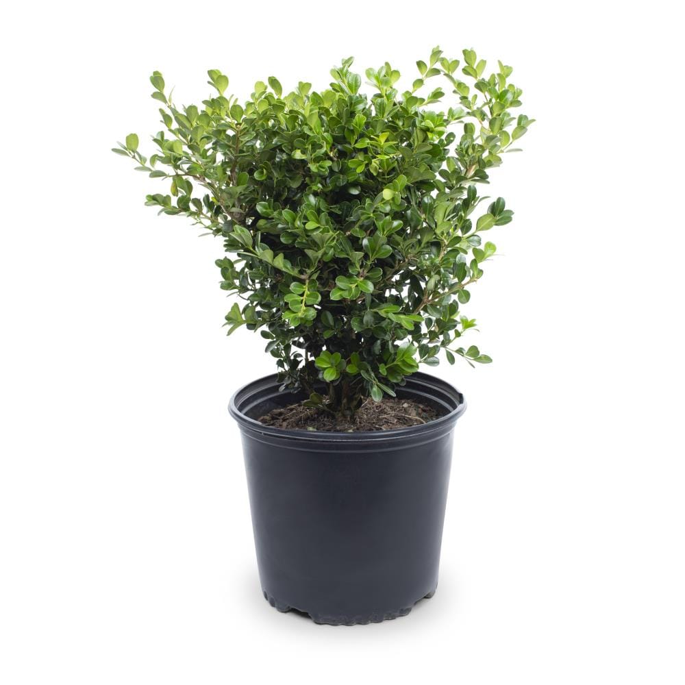 Lowe's NURSERY Japanese Boxwood Shrub in 2.25 -Gallon