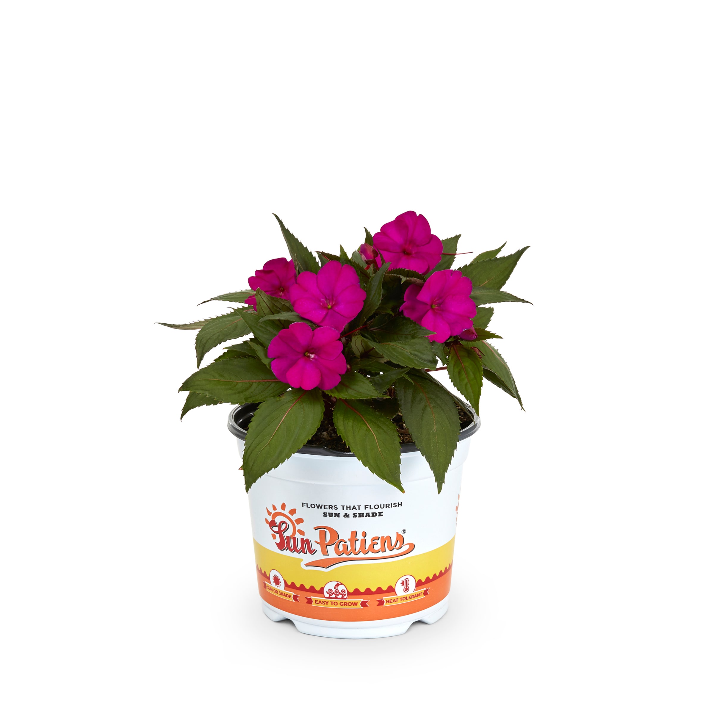 Metrolina Greenhouses 5099 annuals - View #5