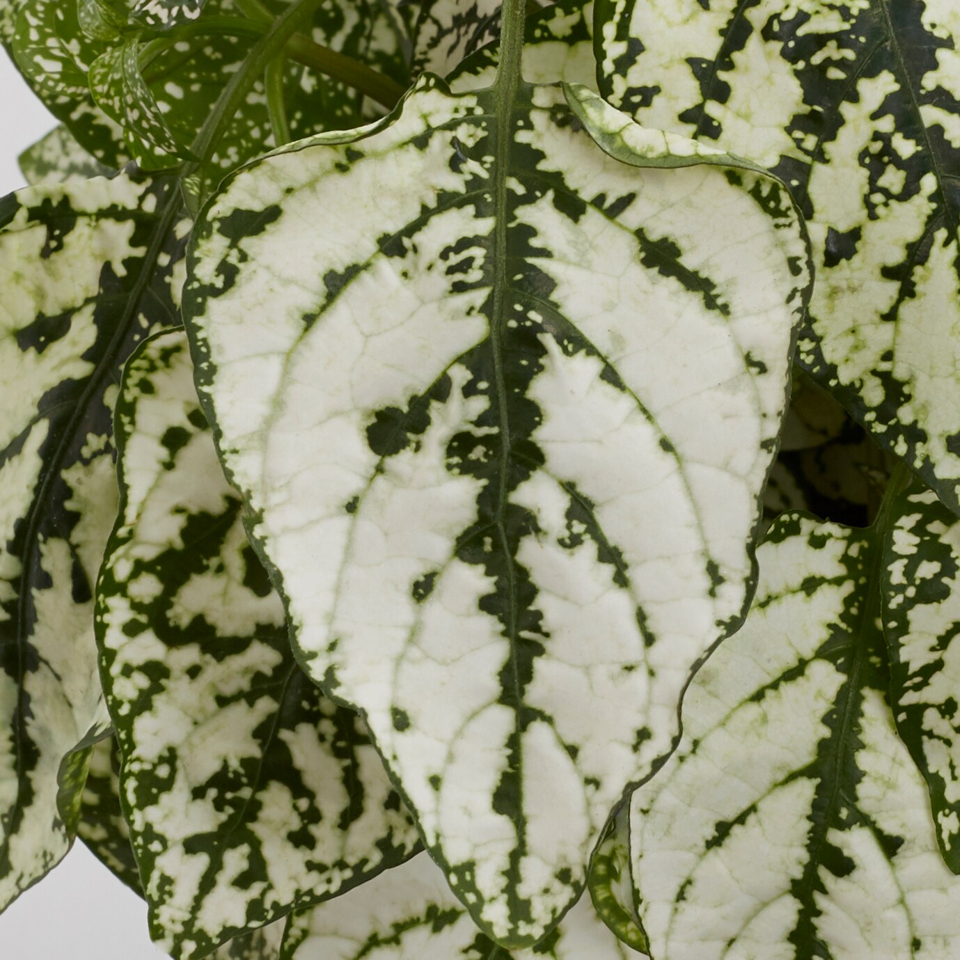 Lowe's Polka Dot Plant in 1-Pint Pot in the Annuals department at