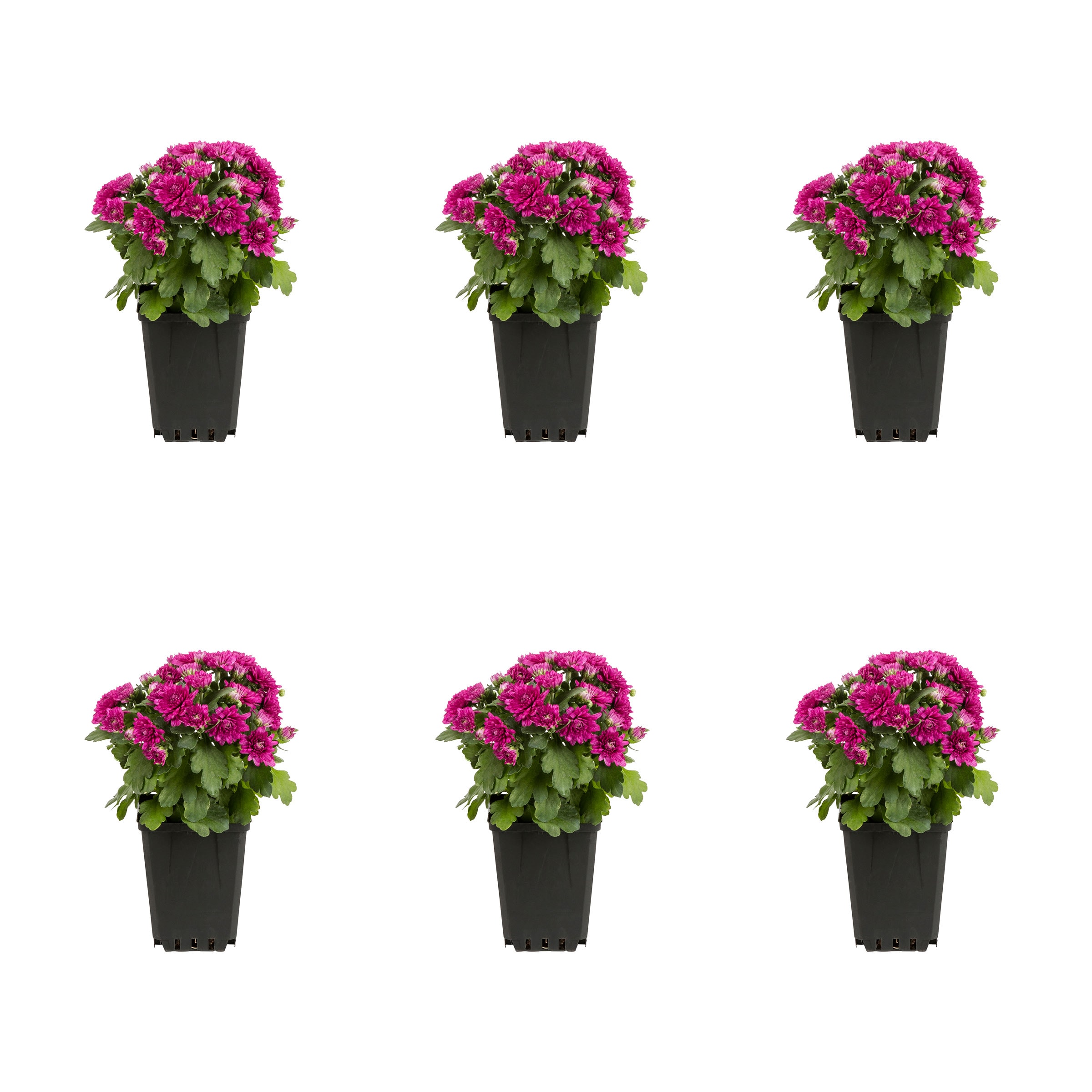 Metrolina Greenhouses Mum in 1-Pint Pot 6-Pack in the Perennials ...