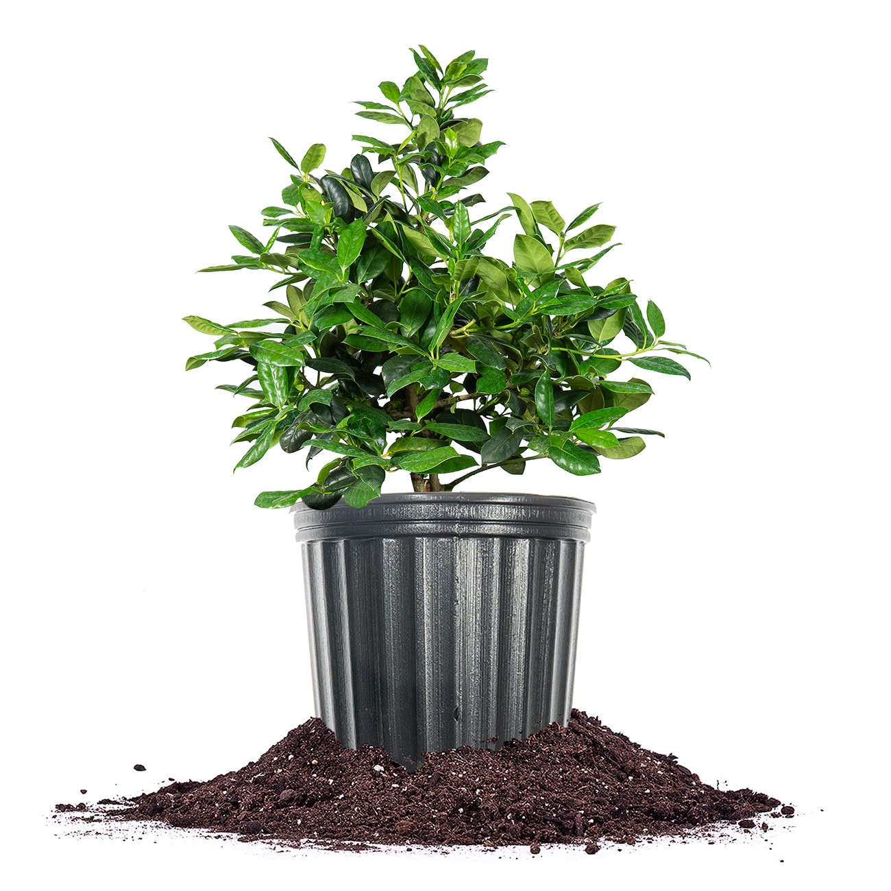Perfect Plants LONELLIESTEVENS3G Nellie Stevens Holly Foundation/Hedge Shrub in 3 -Gallon Pot 1.0 -Pack