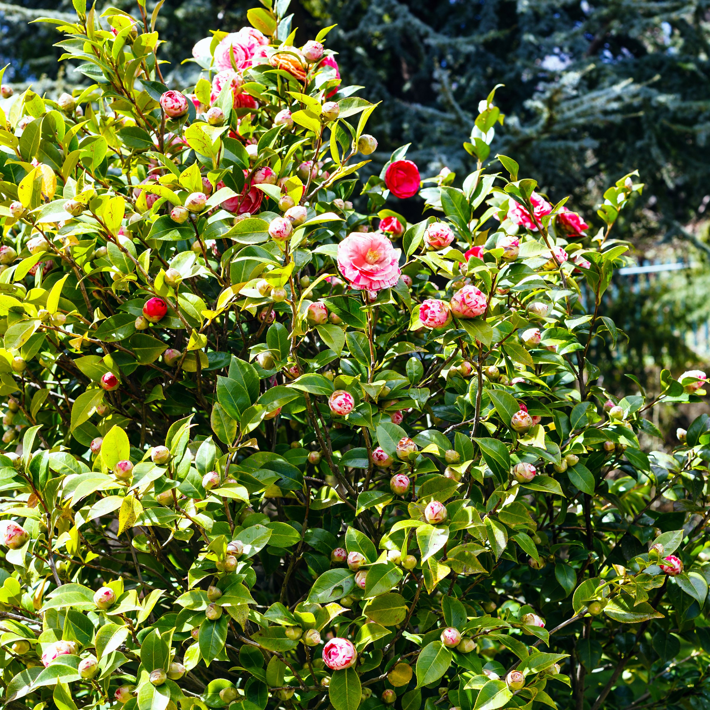 National Plant Network LW2851 shrubs - View #3