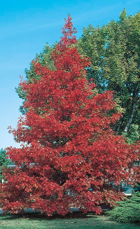 Red Oak 45 Gallons - Rockin L Tree Farm