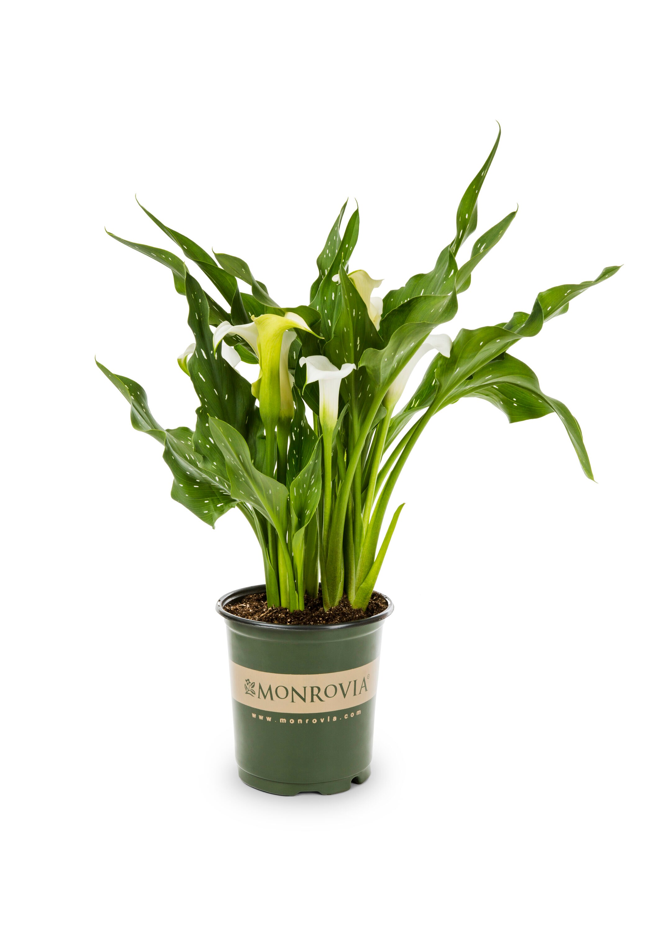 Monrovia 4972 perennials - View #6