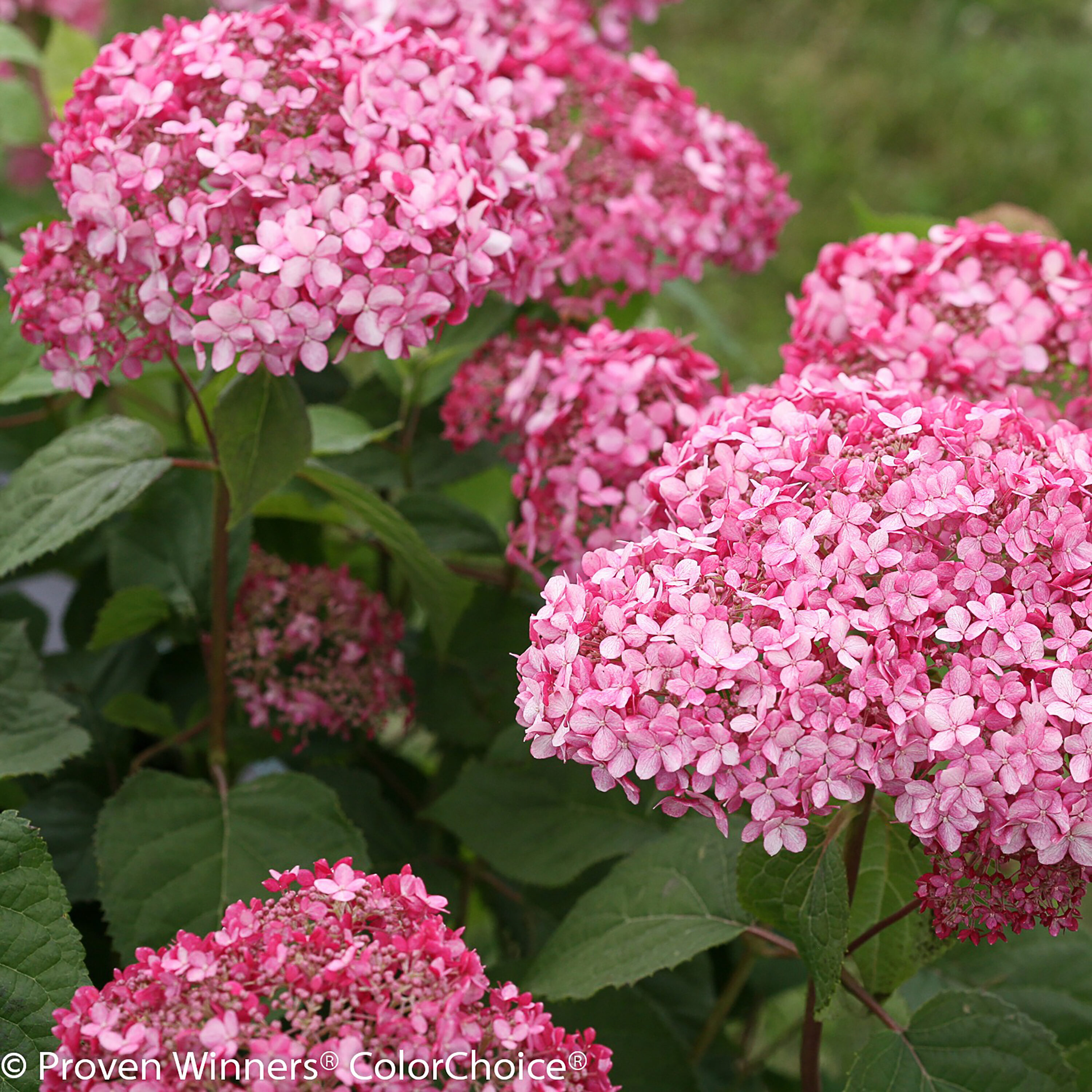 Proven Winners Multicolor Invincibelle Ruby Smooth Hydrangea