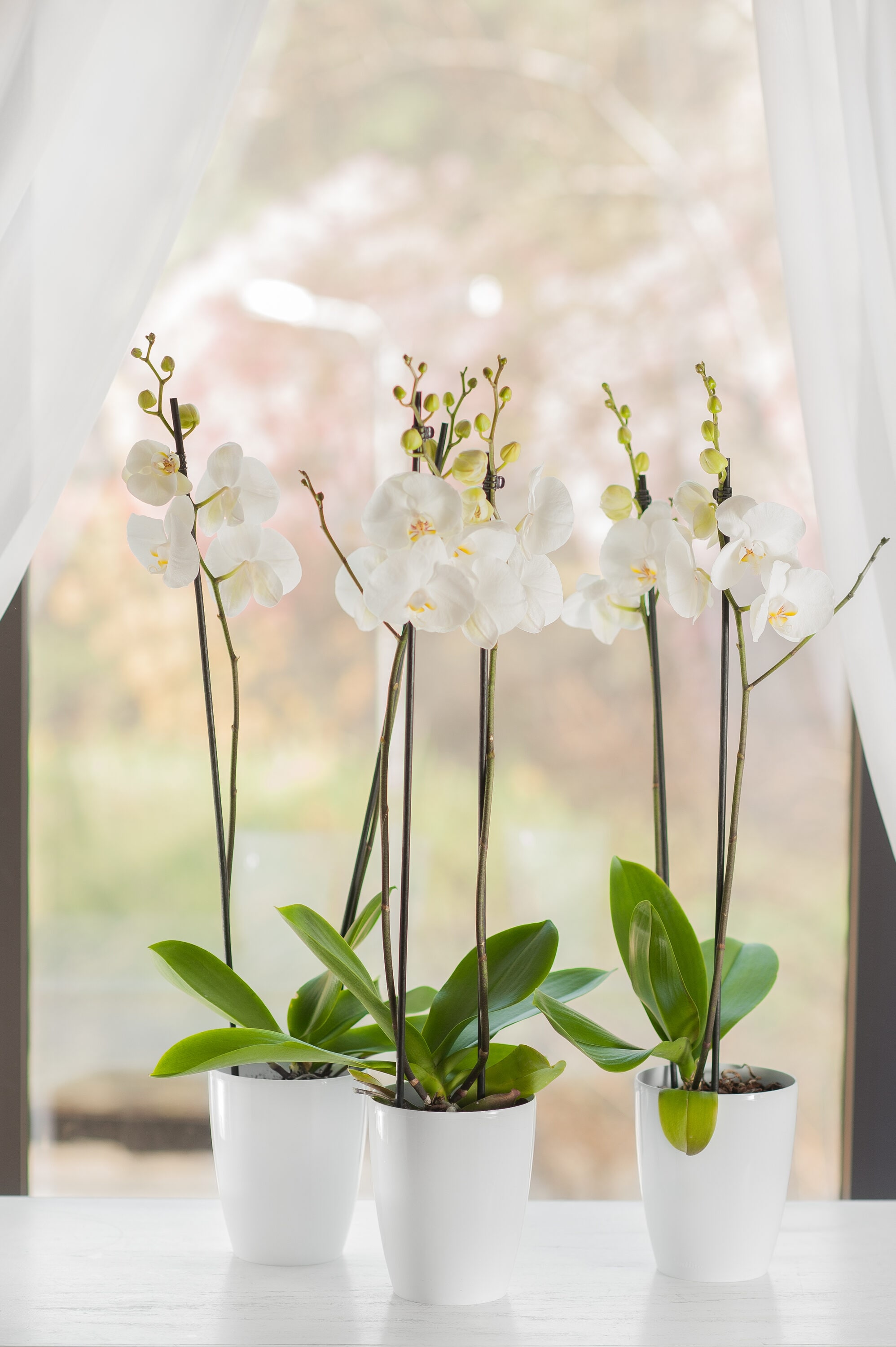 Decopots ORCHIDEA59WHITE Planter-Window-Box - View #5