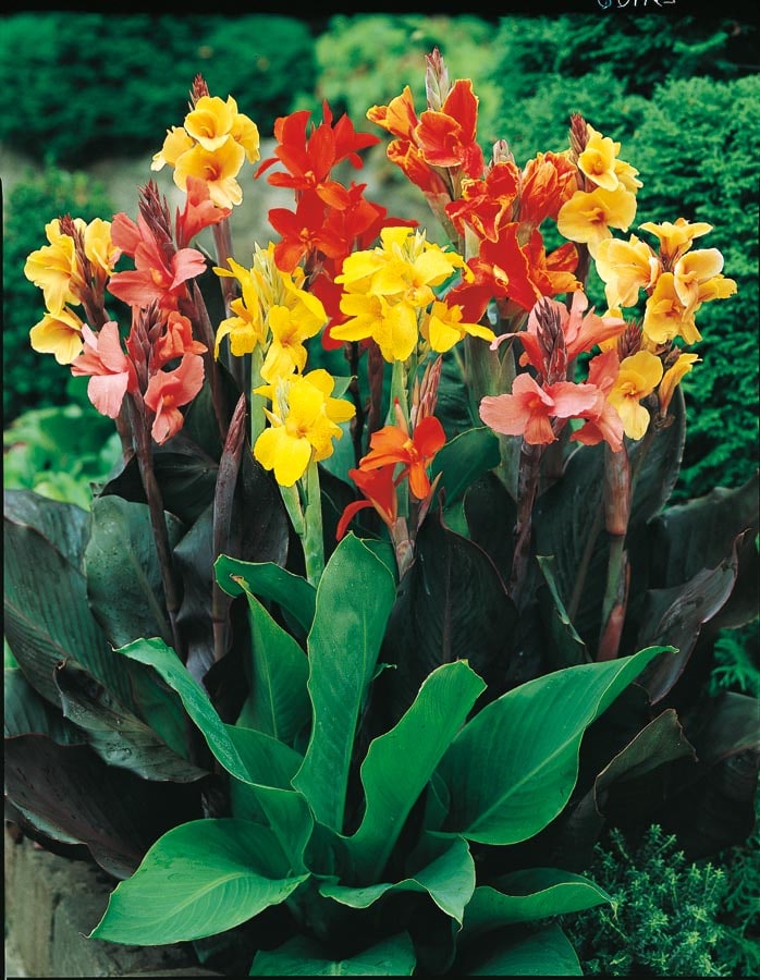 Lowe's NURSERY Multicolor Mixed Canna Lily Plant in 2.25-Gallon Pot