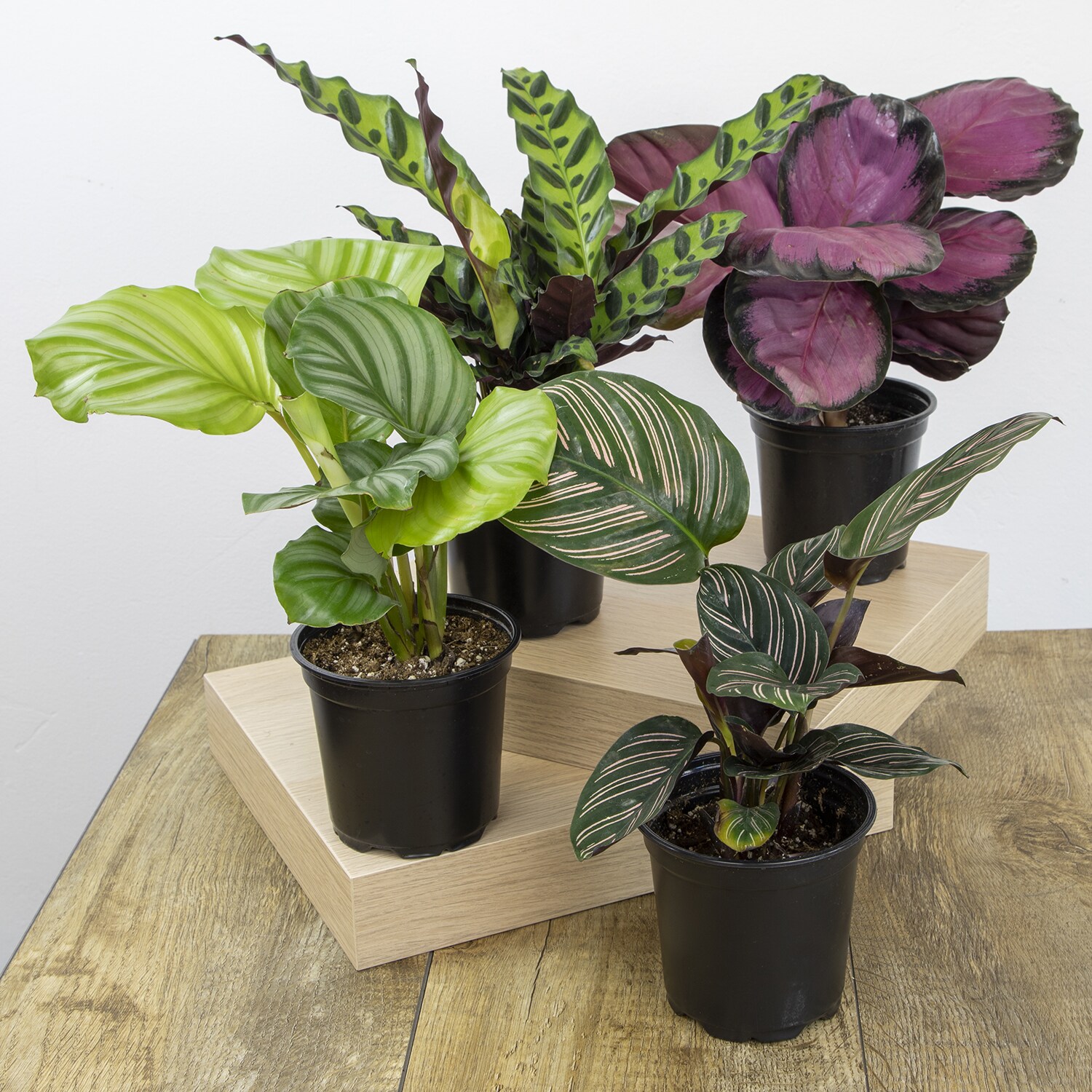 Altman Plants 0872717 hseplants - View #3