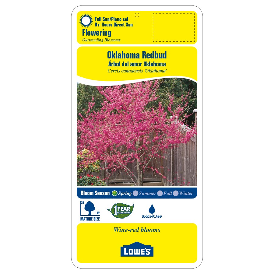 Lowe's 13.35-Gallons Violet Flowering Oklahoma Redbud In Pot (With Soil ...