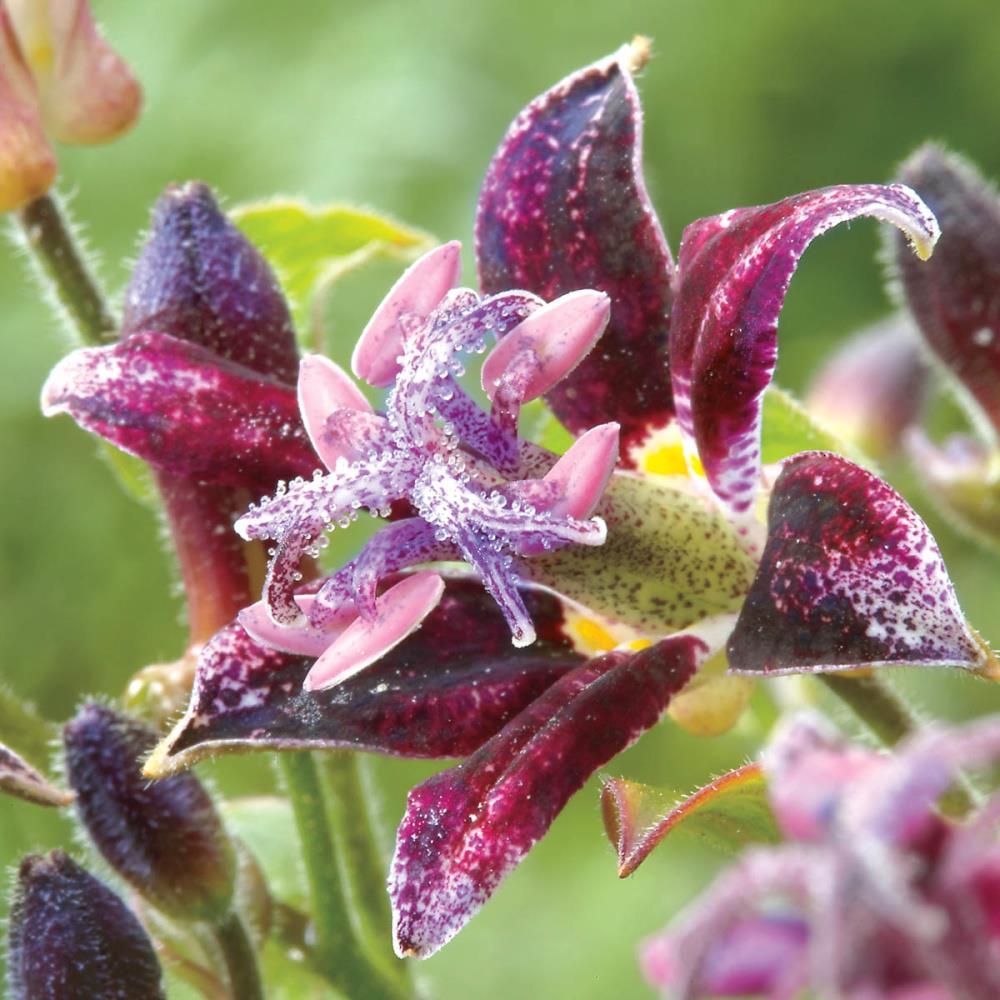 Gardens Alive! 66985 Raspberry Mousse Toadlily (Tricytris) in 1-Pack Bareroot