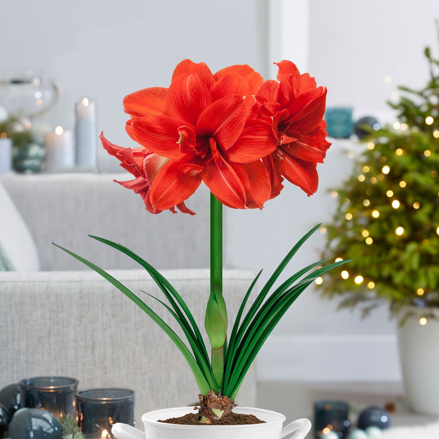 Garden State Bulb ECH-28-02-02 Plant-Bulbs - View #6