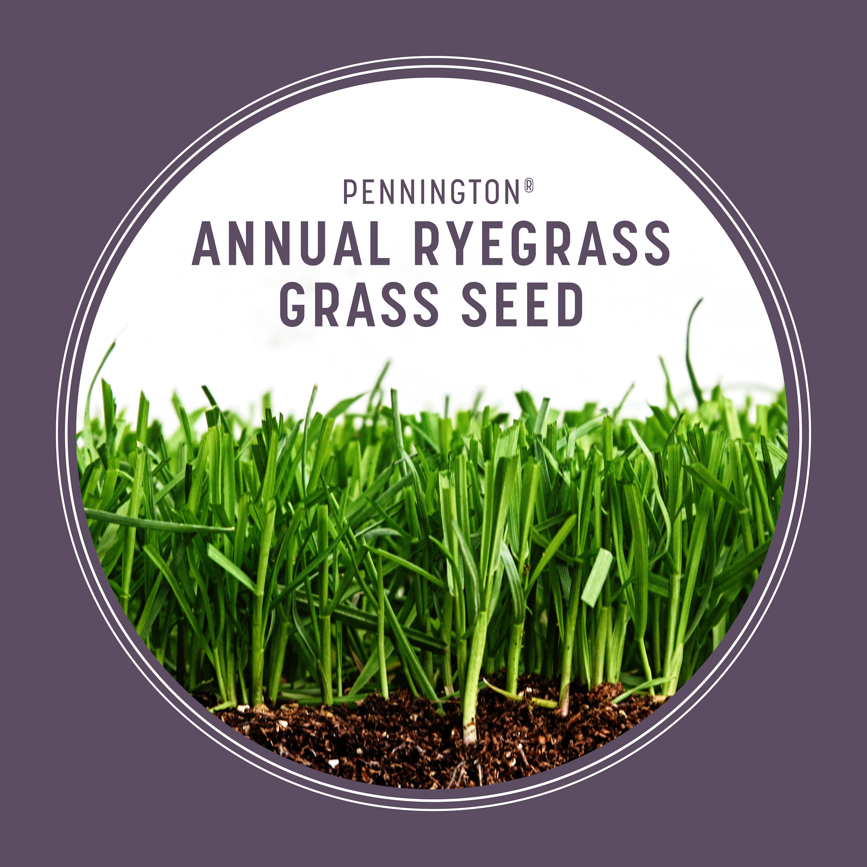 Pennington 25-lbs. Annual ryegrass Grass Seed in the Grass Seed ...