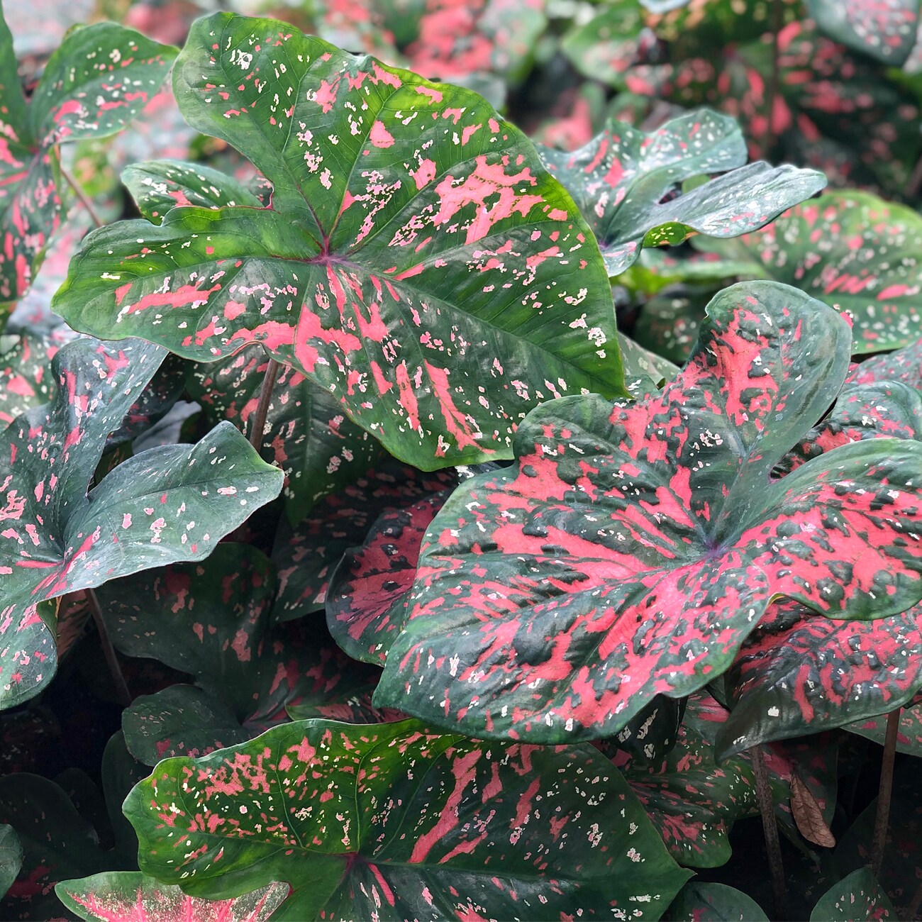 Caladiums Fancy Leaf Freckles Plants, Bulbs & Seeds at Lowes.com