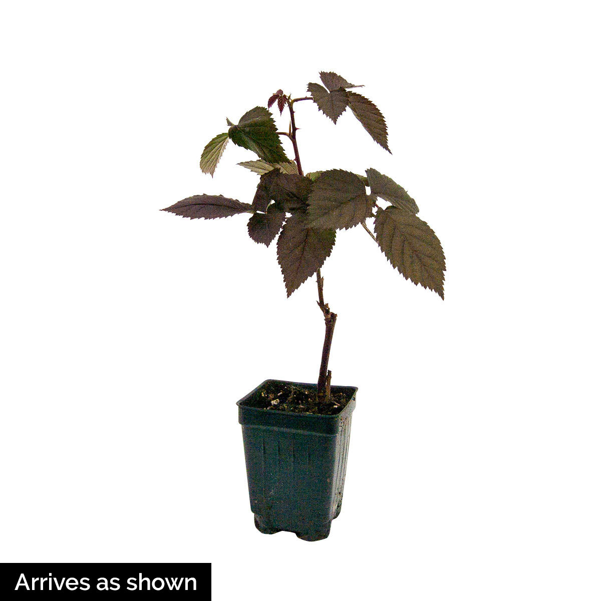 Direct Gardening 95142 Fruit-Plants - View #4
