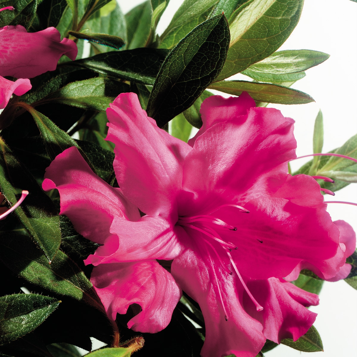 Encore Azalea 80421-1 Autumn Sundance Azalea Flowering Shrub in 1 -Gallon Pot 1 -Pack with Pink Blooms