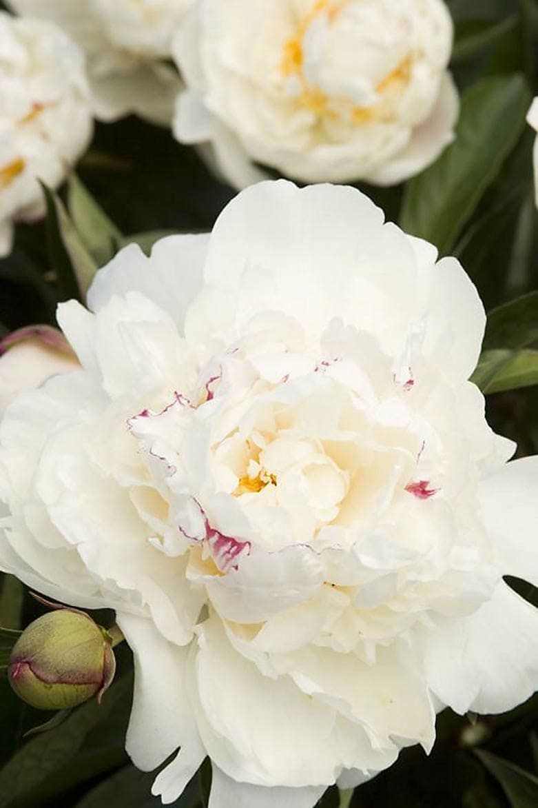 Festiva Maxima Double Peony Plants, Bulbs & Seeds at Lowes.com