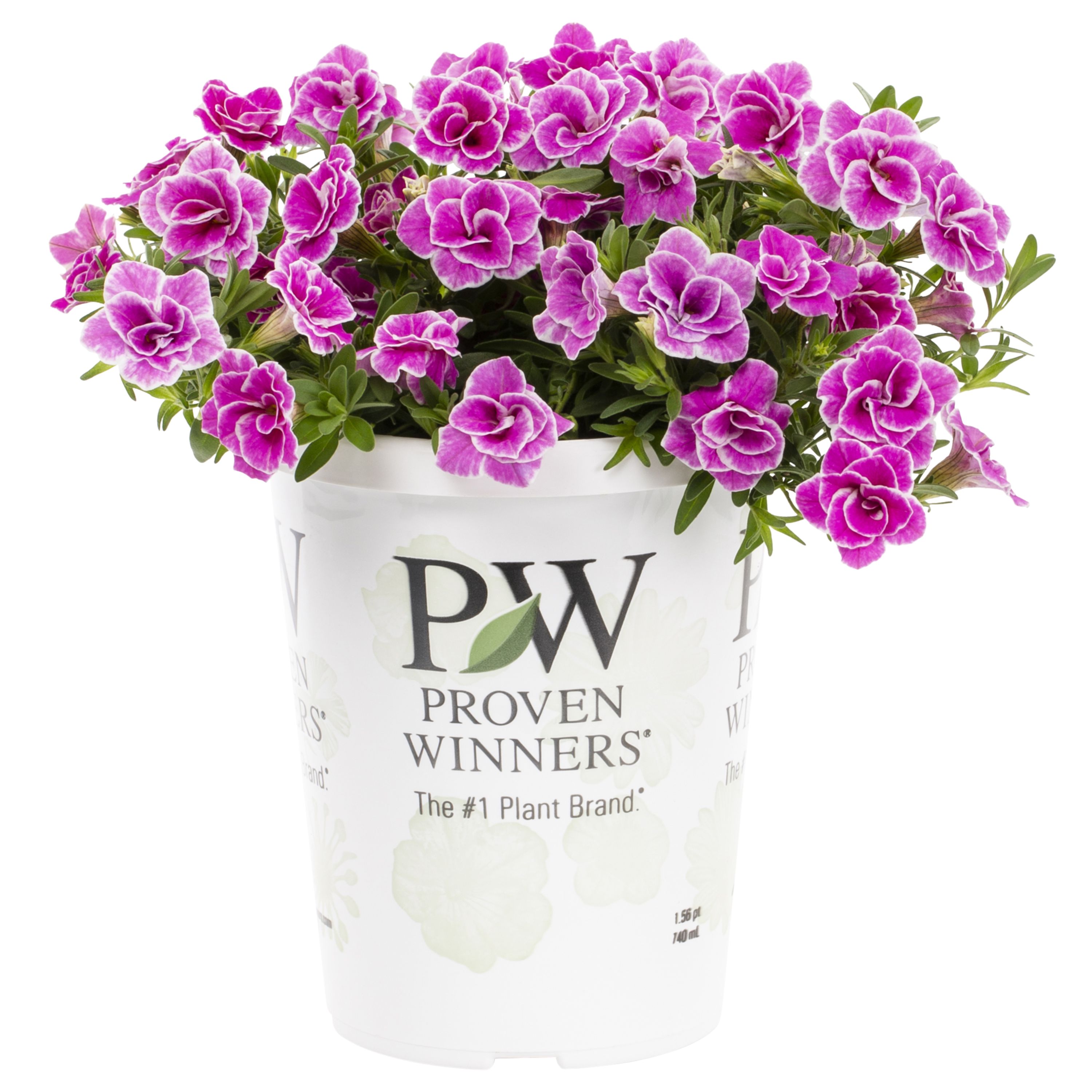 Proven Winners Multicolor Calibrachoa in 1.5-Pint Pot 5-Pack in the ...