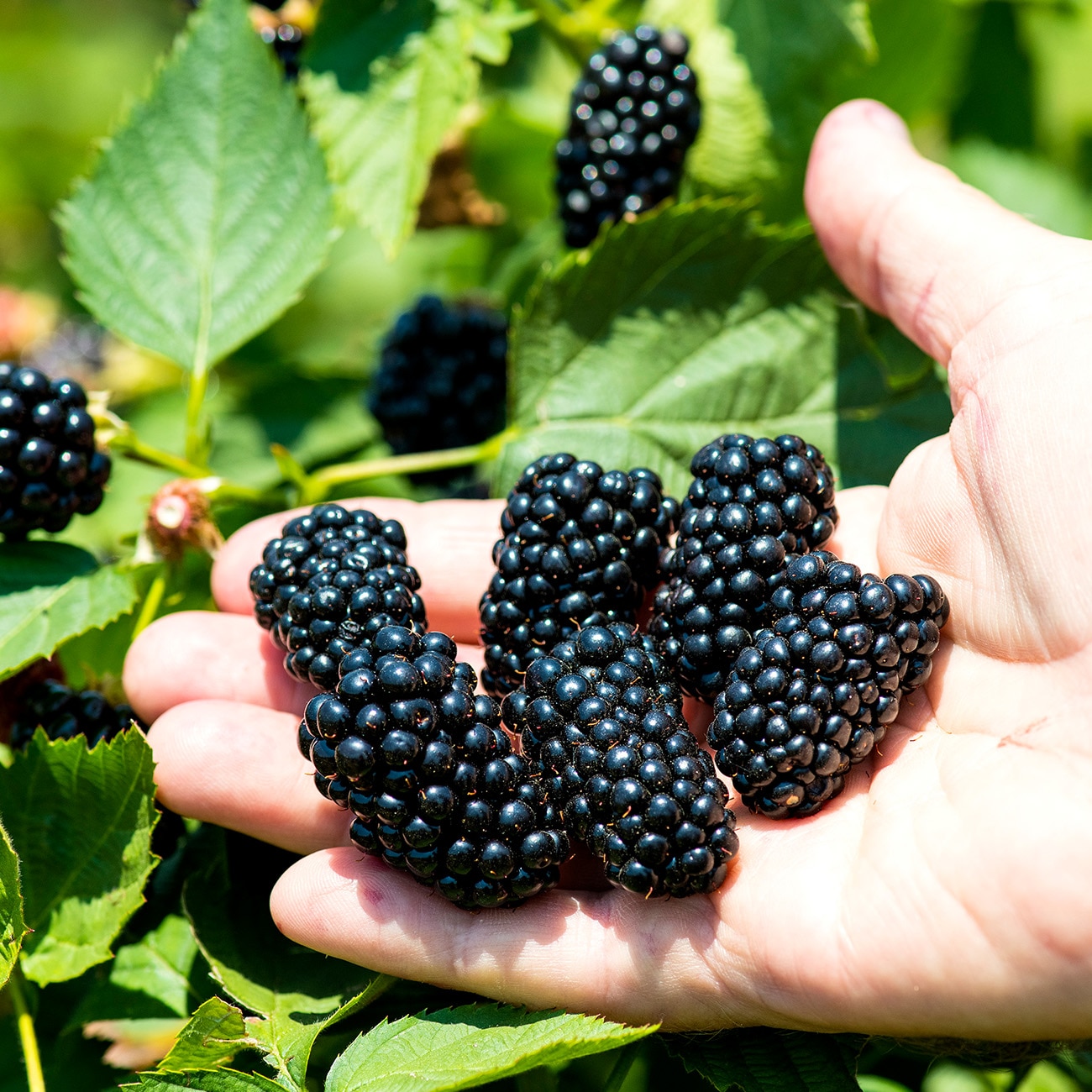 Perfect Plants LOAPACHEBLACKBERRY3G shrubs - View #4