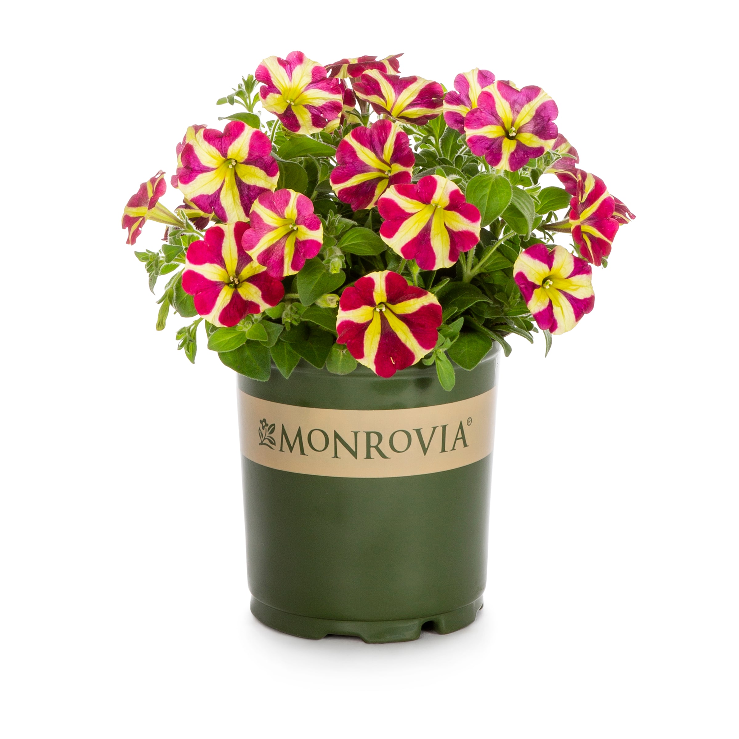 Lowe's NURSERY Multicolor Petunia in 2.5 Quart(s) Pot 1 -Pack